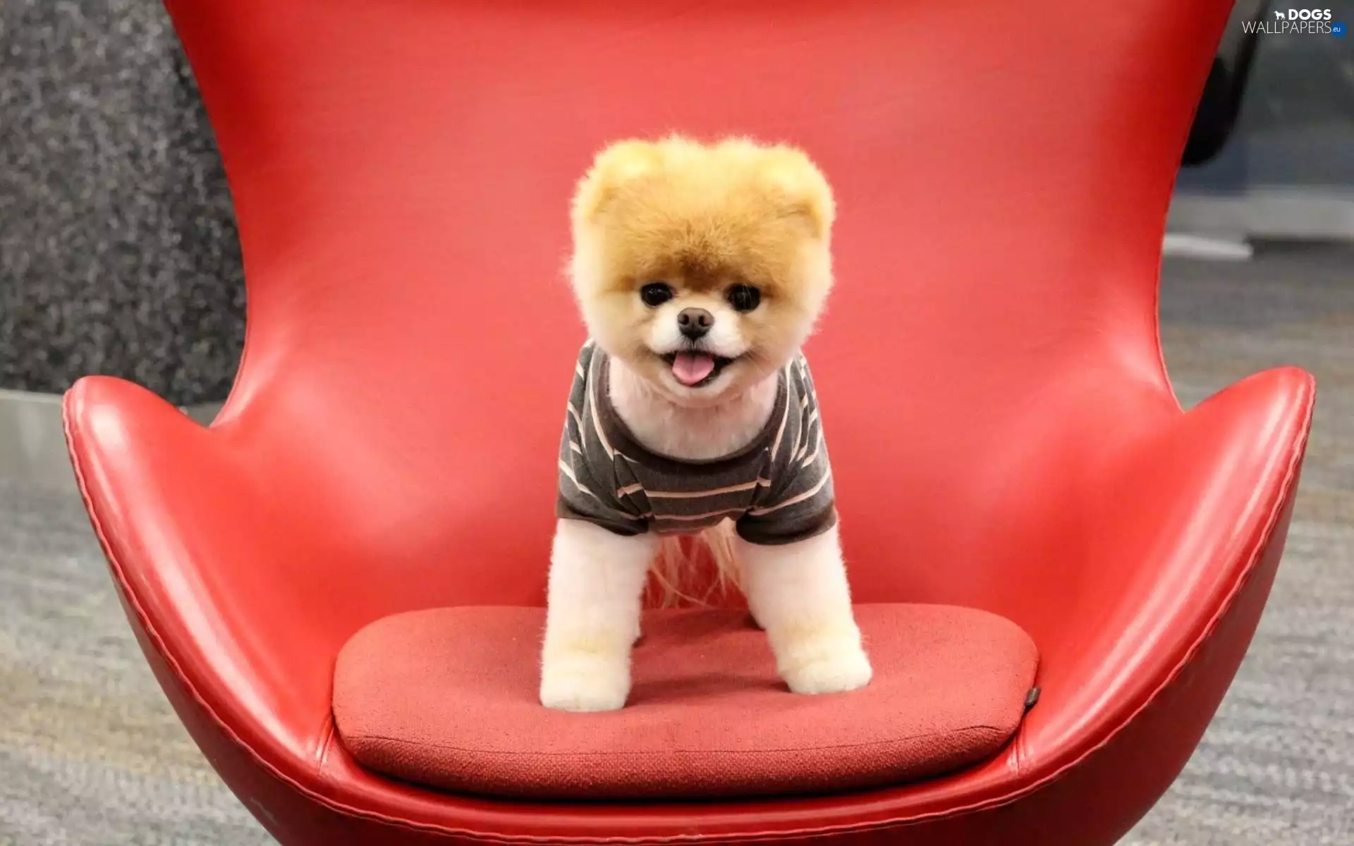 Armchair, Toy Spitz