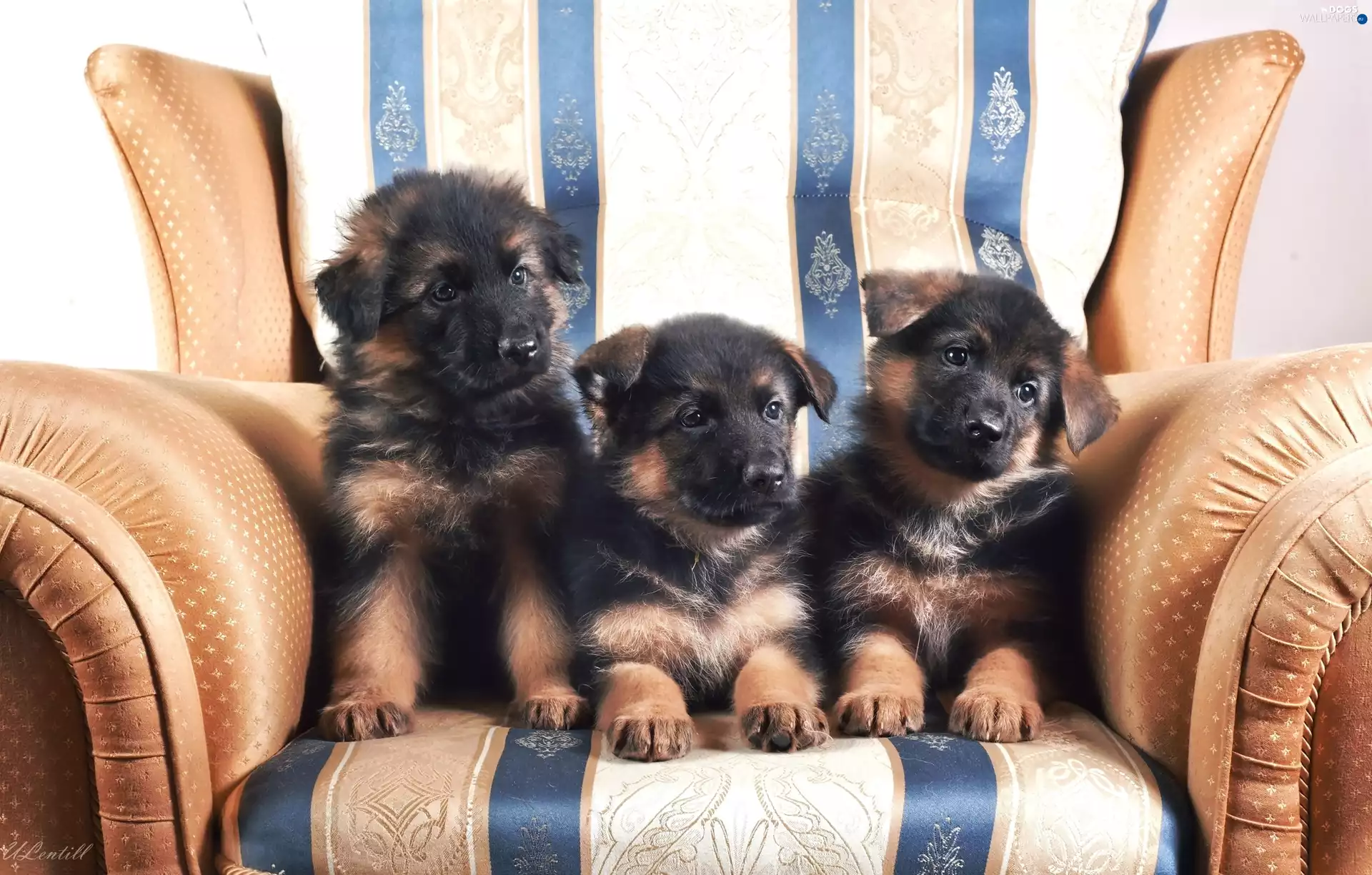 Puppies, Three, German, Armchair, Shepherds, sweet