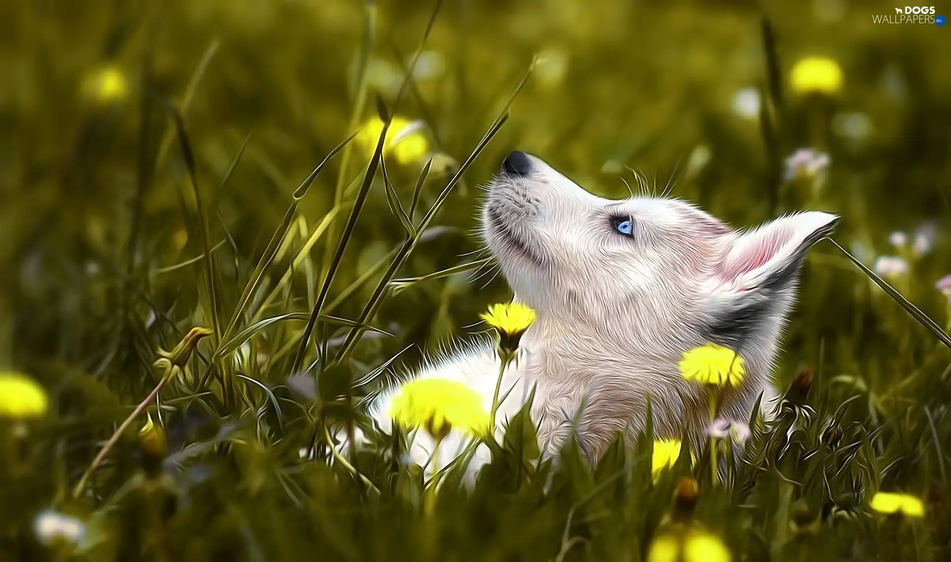 Art, Meadow, White, dog