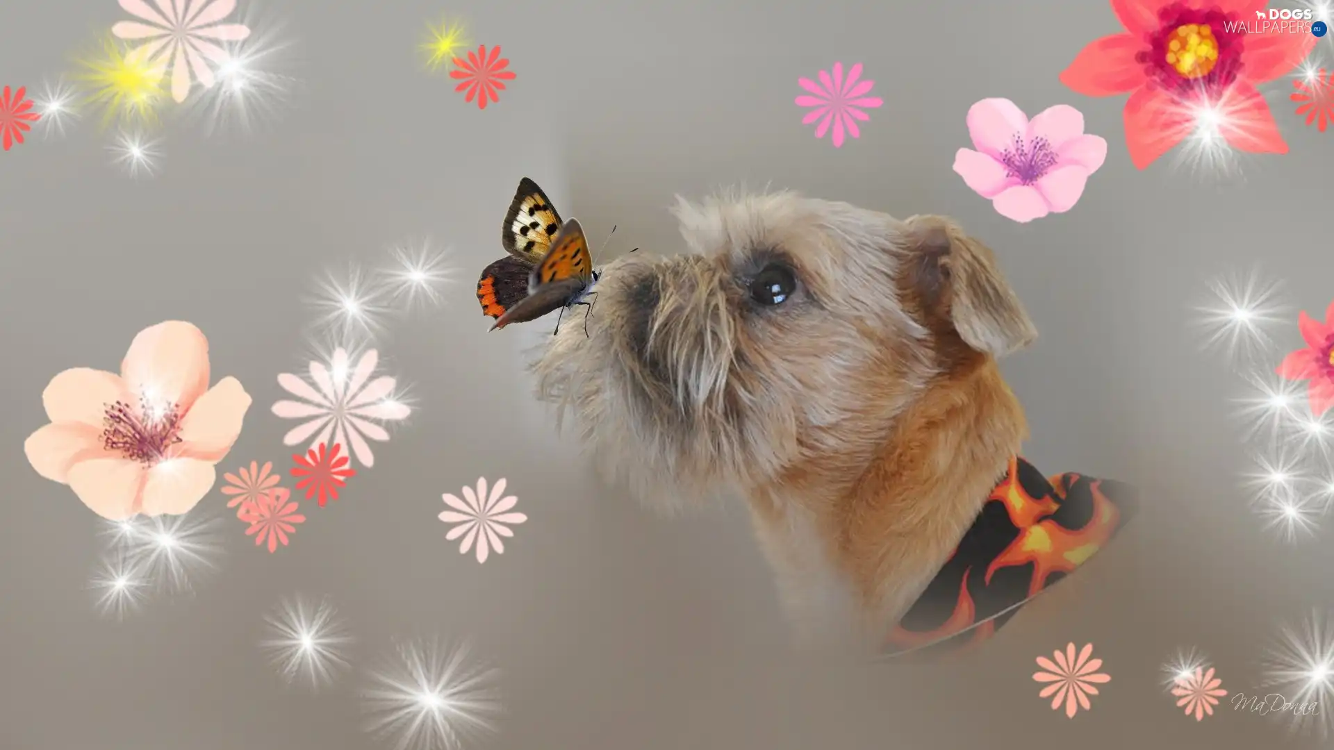 Art, graphics, York, butterfly