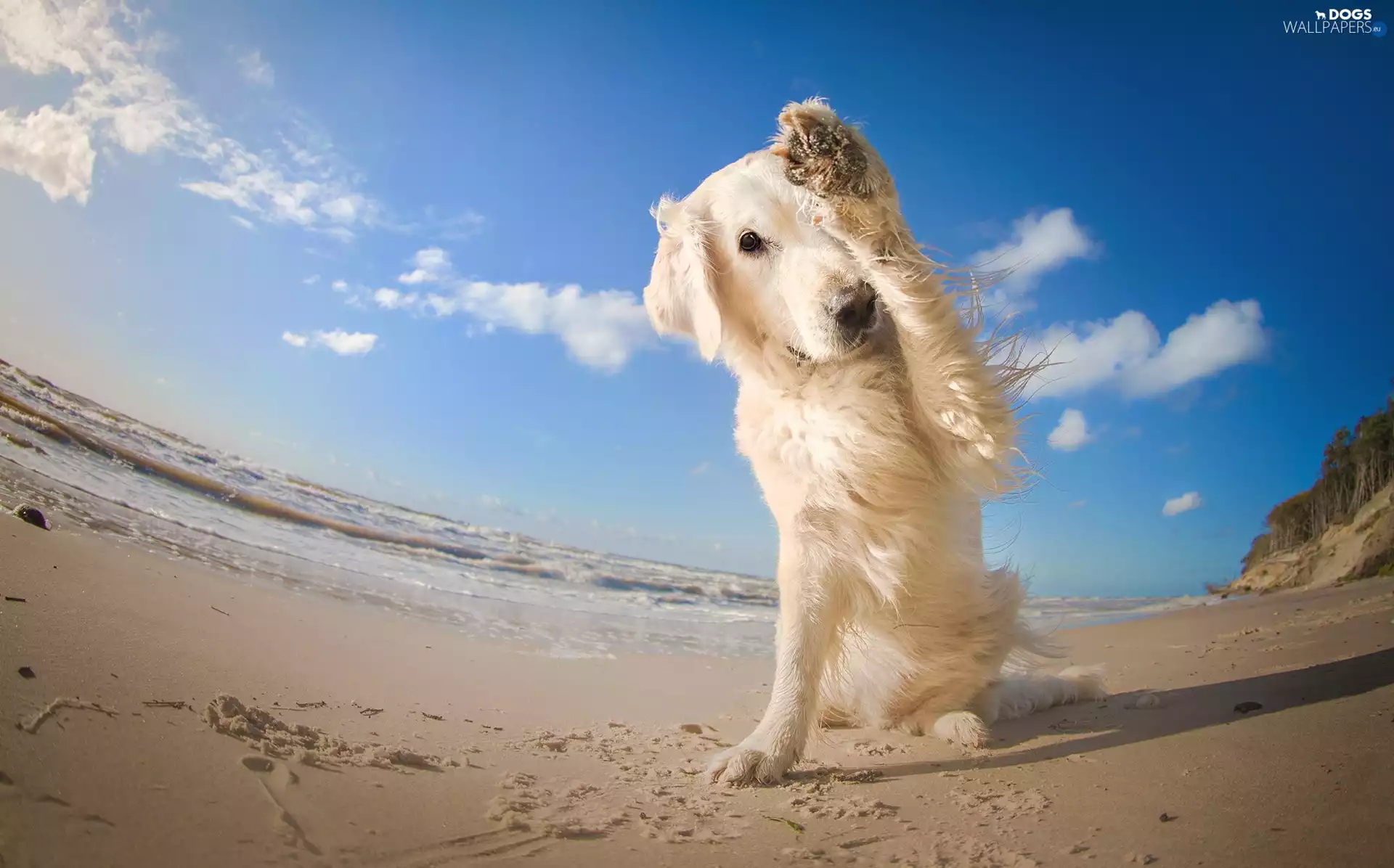 Beaches, golden, retriever, ashamed
