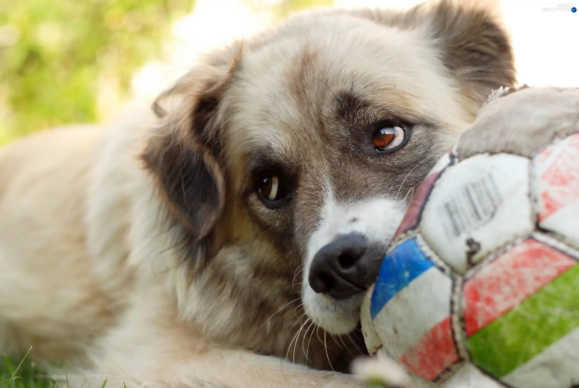 Central Asian Shepherd, The look, dog, Ball