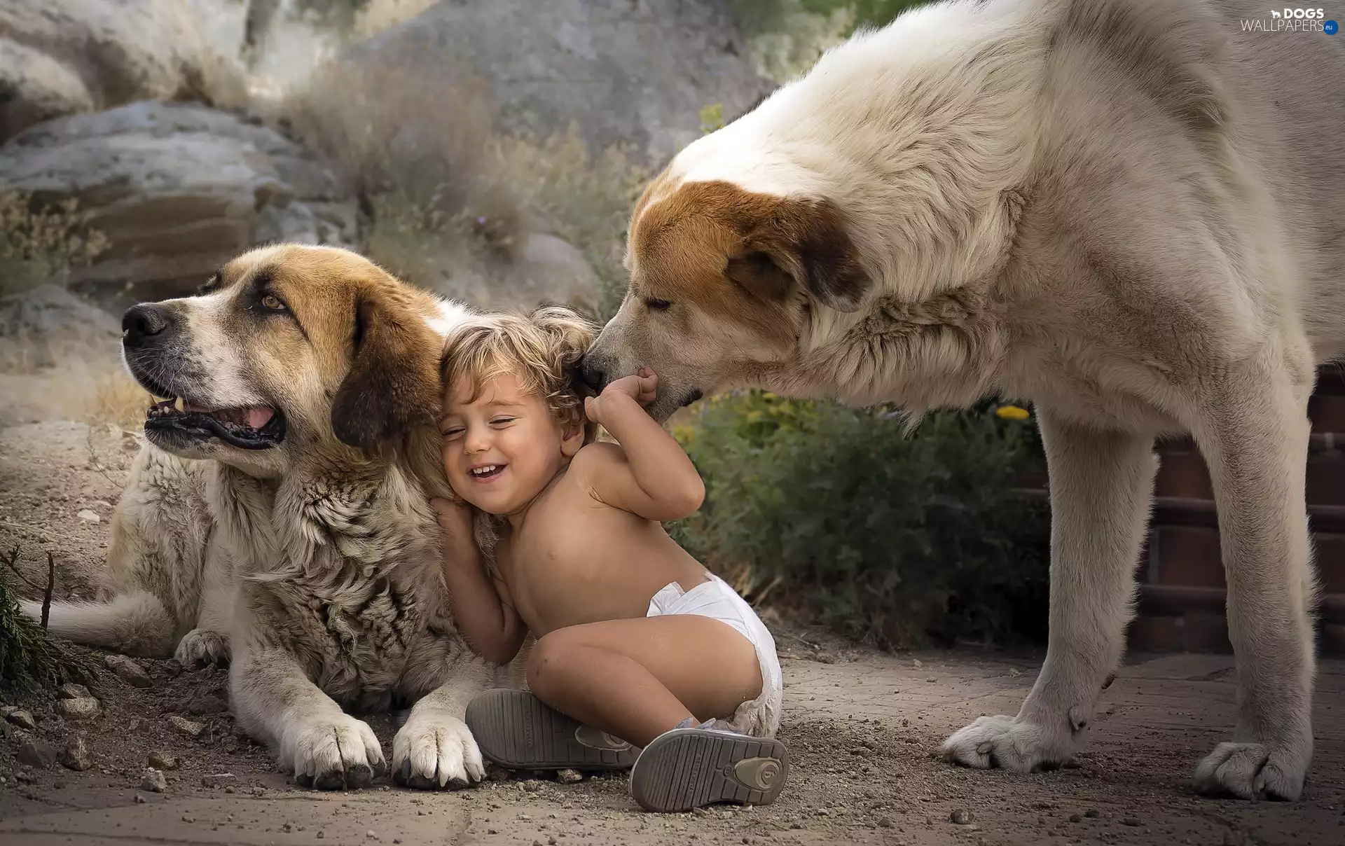 Dogs, play, Central Asian Shepherd, Kid