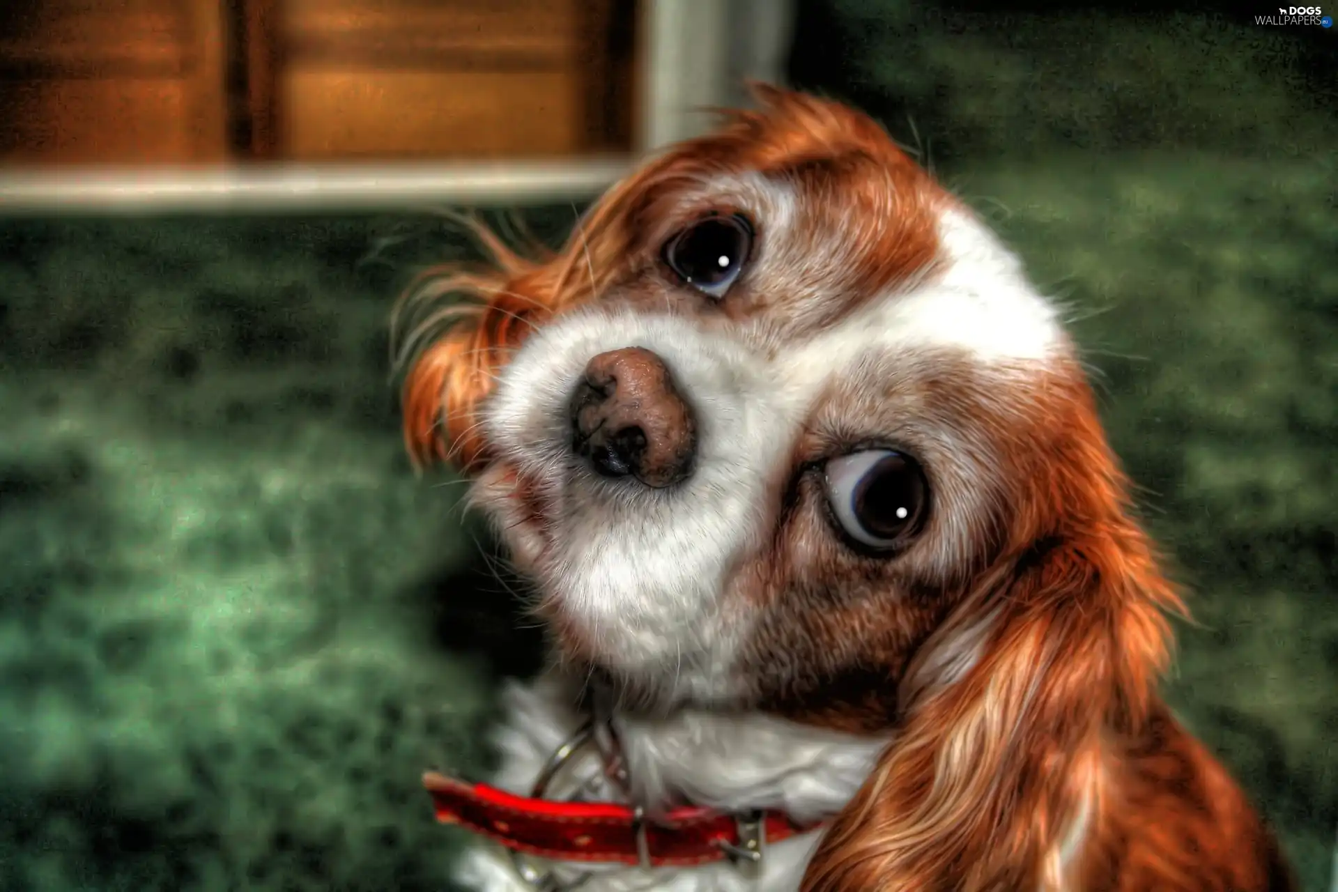 asks, dog