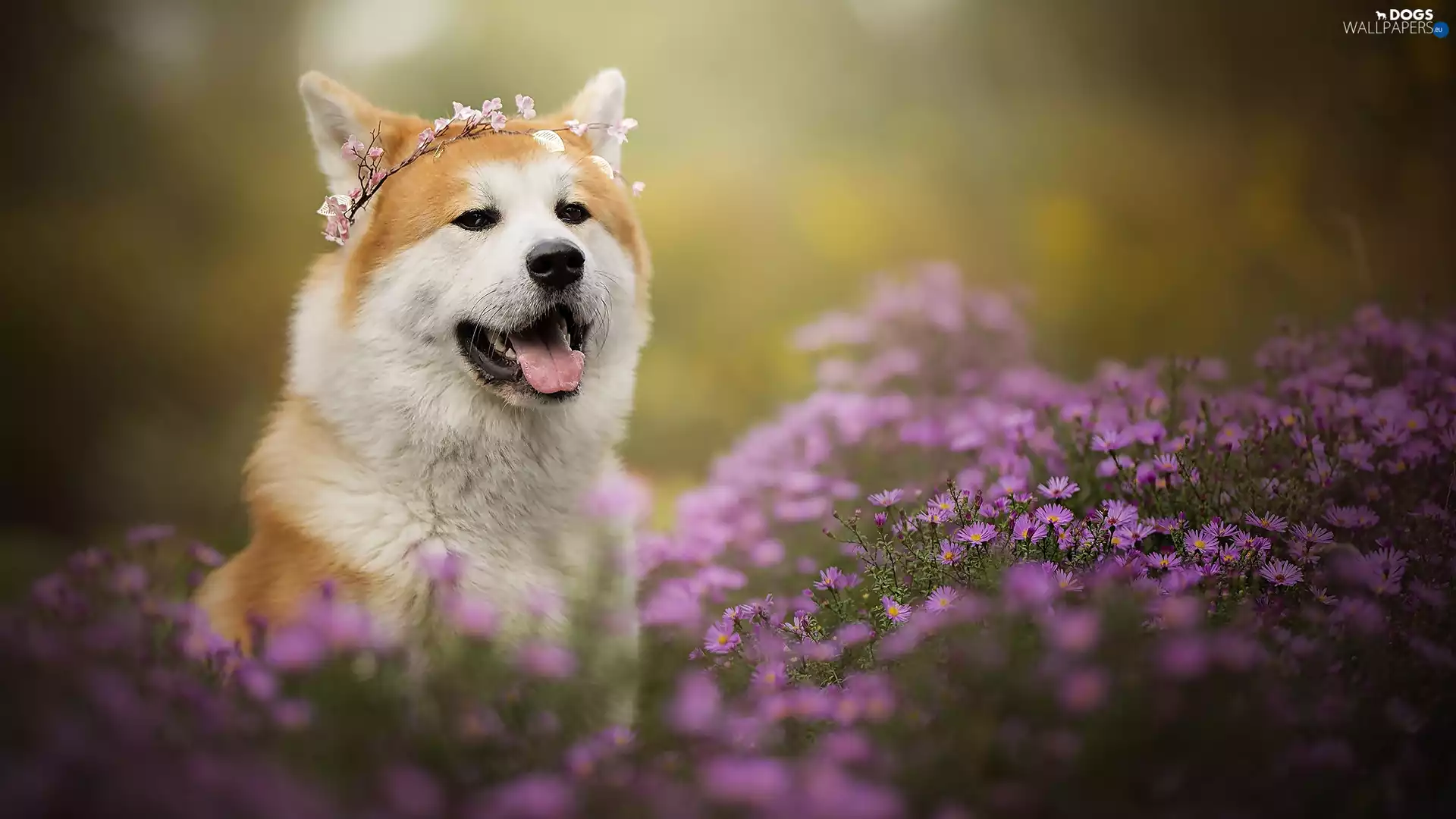 muzzle, dog, Flowers, Aster, wreath, Akita Inu