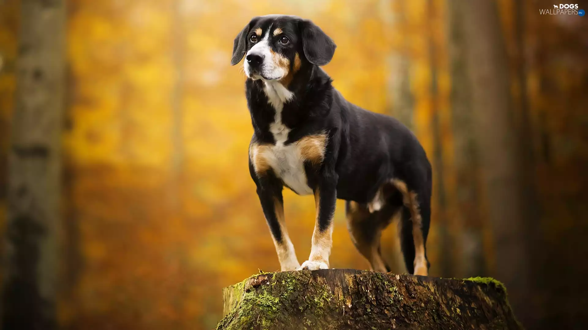 dog, attitude, Root Entlebucher, Entlebucher