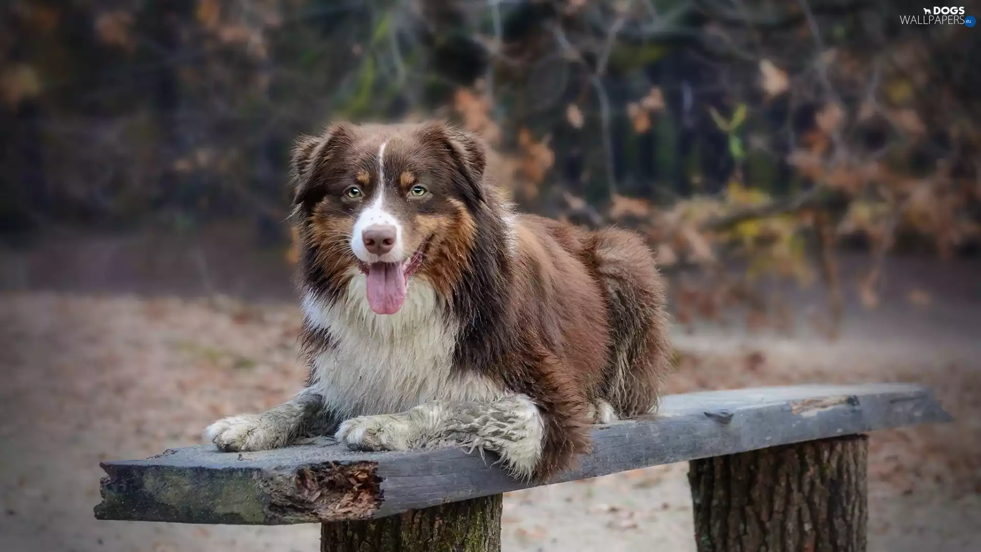 Australian Shepherd, Bench