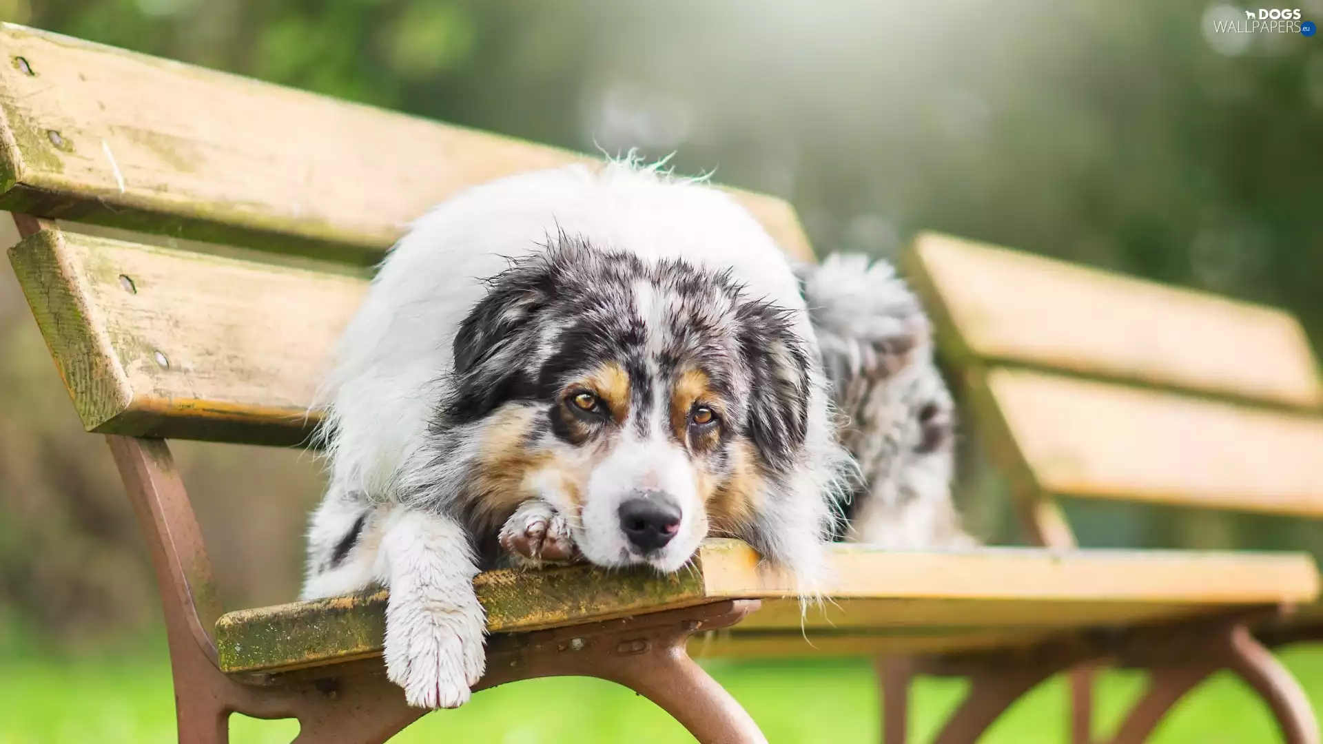 Australian Shepherd, Bench