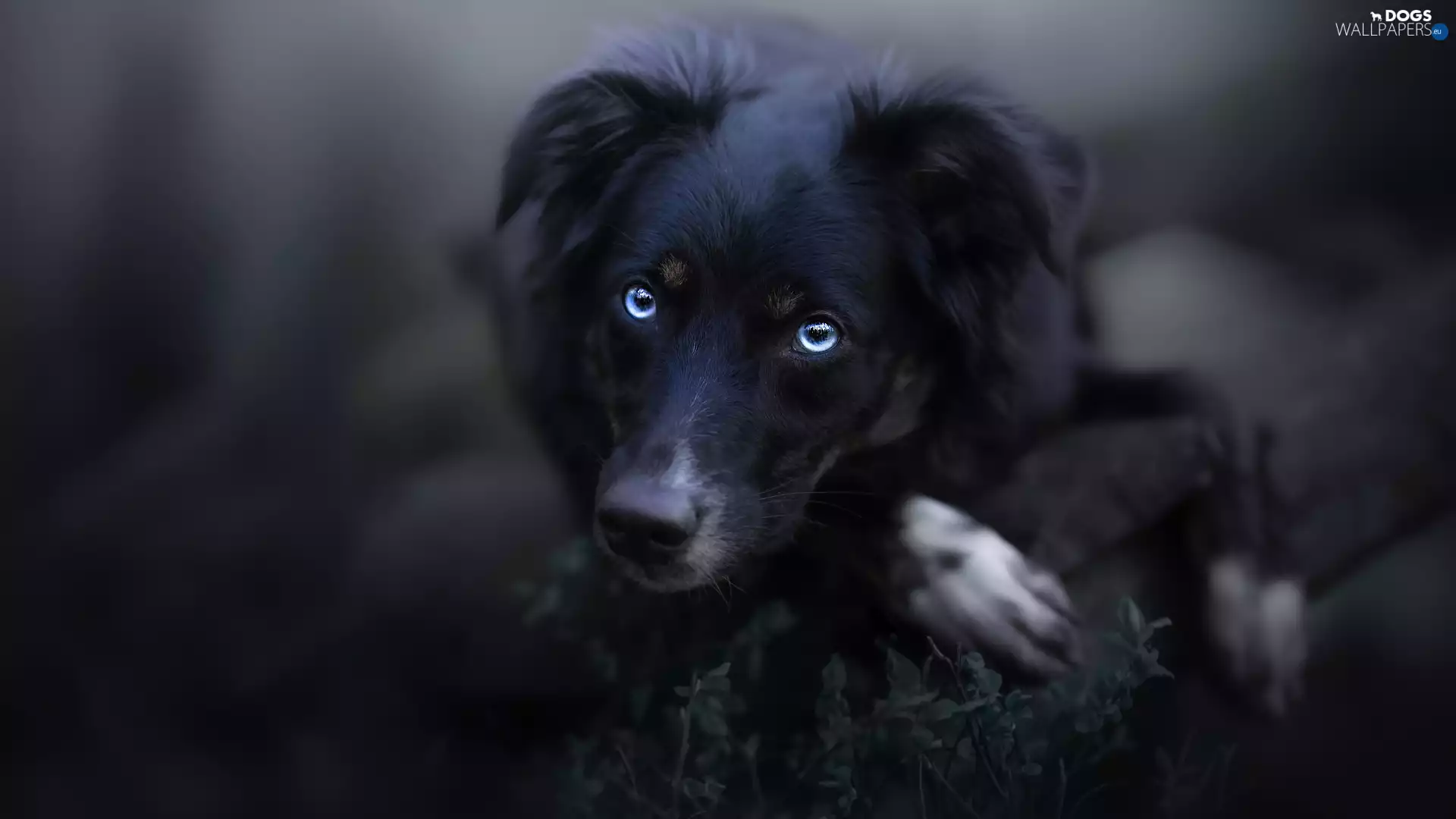Blue, Eyes, dog, Australian Shepherd, Black