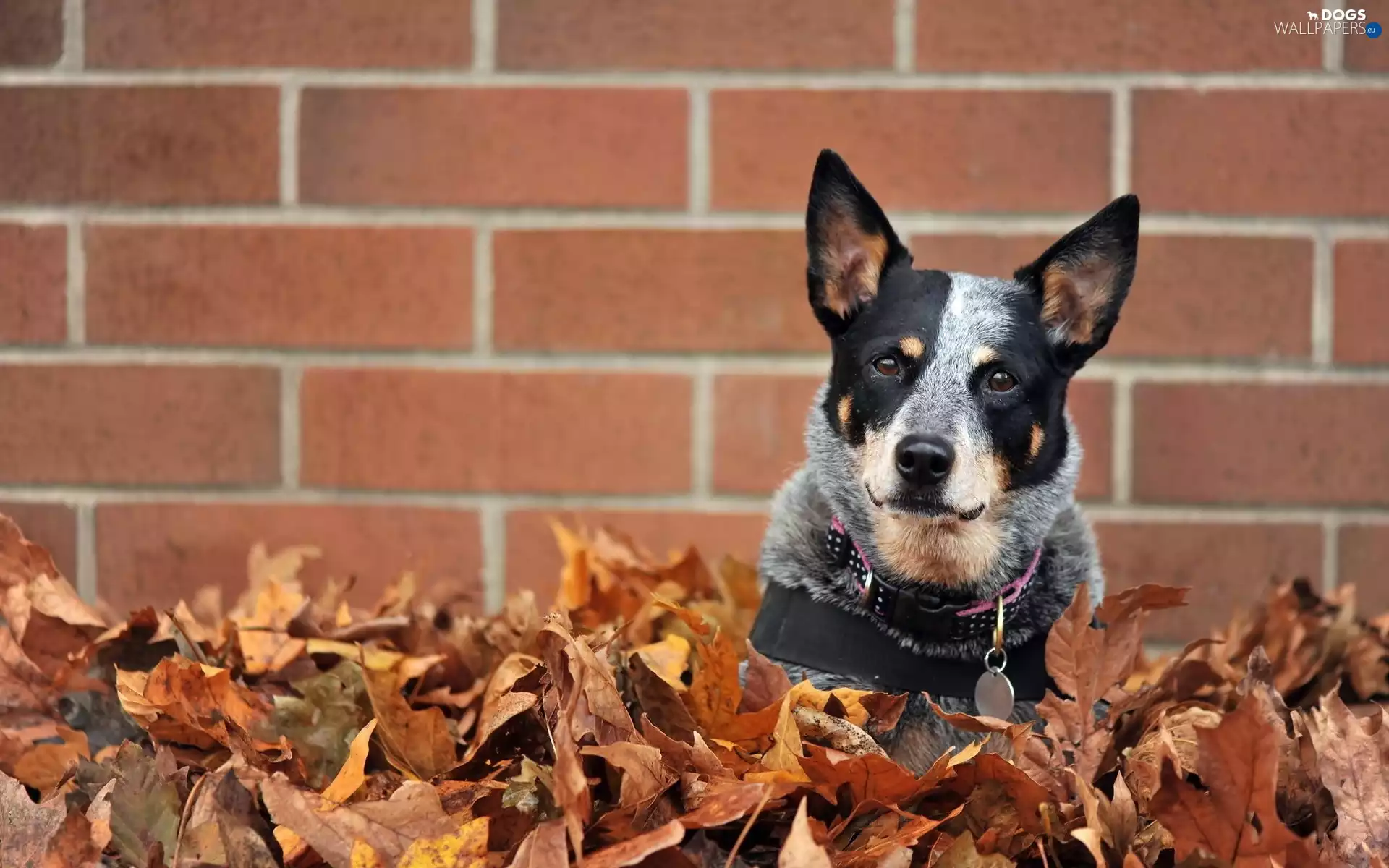 wall, Australian cattle dog, Leaf