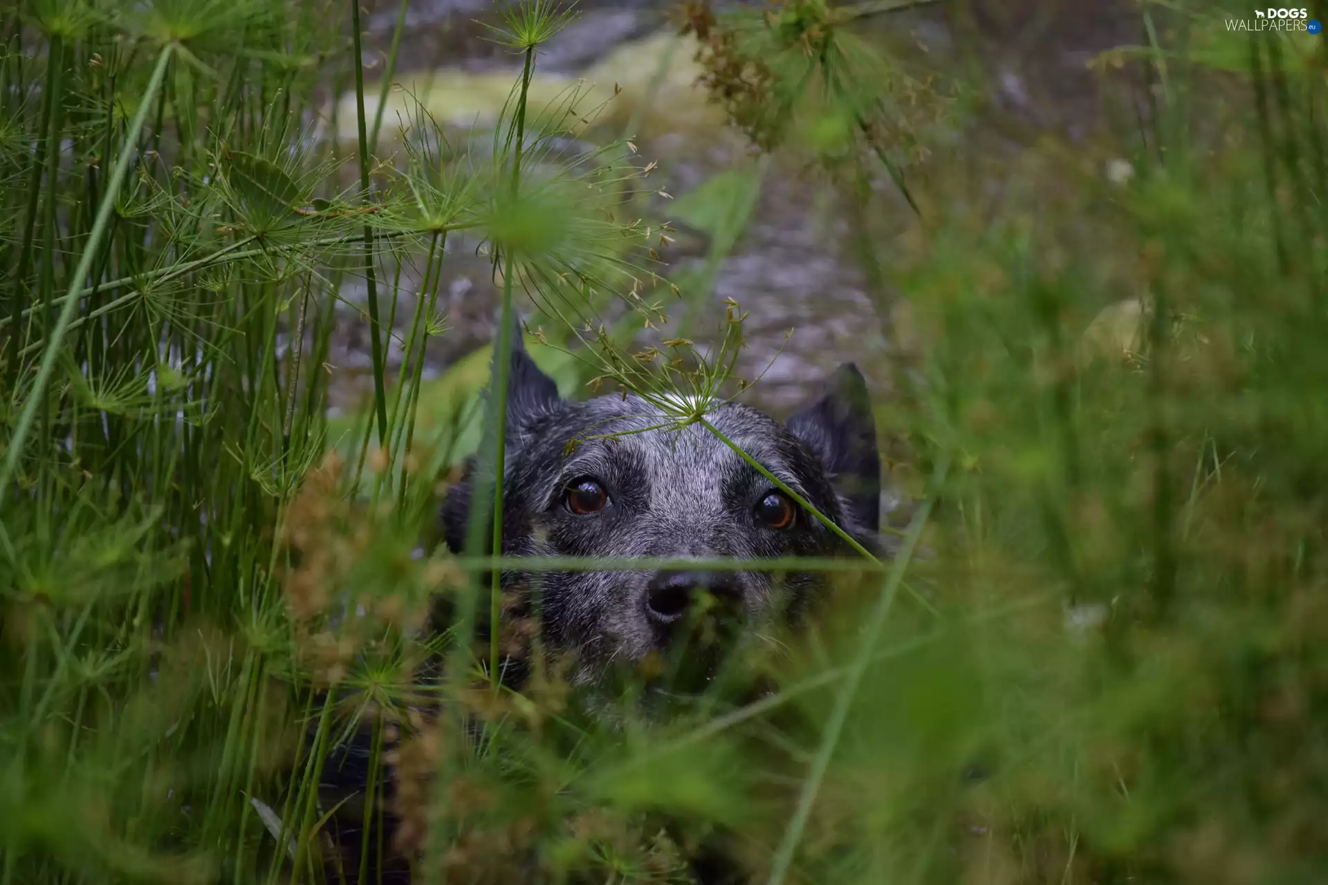 scrub, Australian cattle dog, mouth