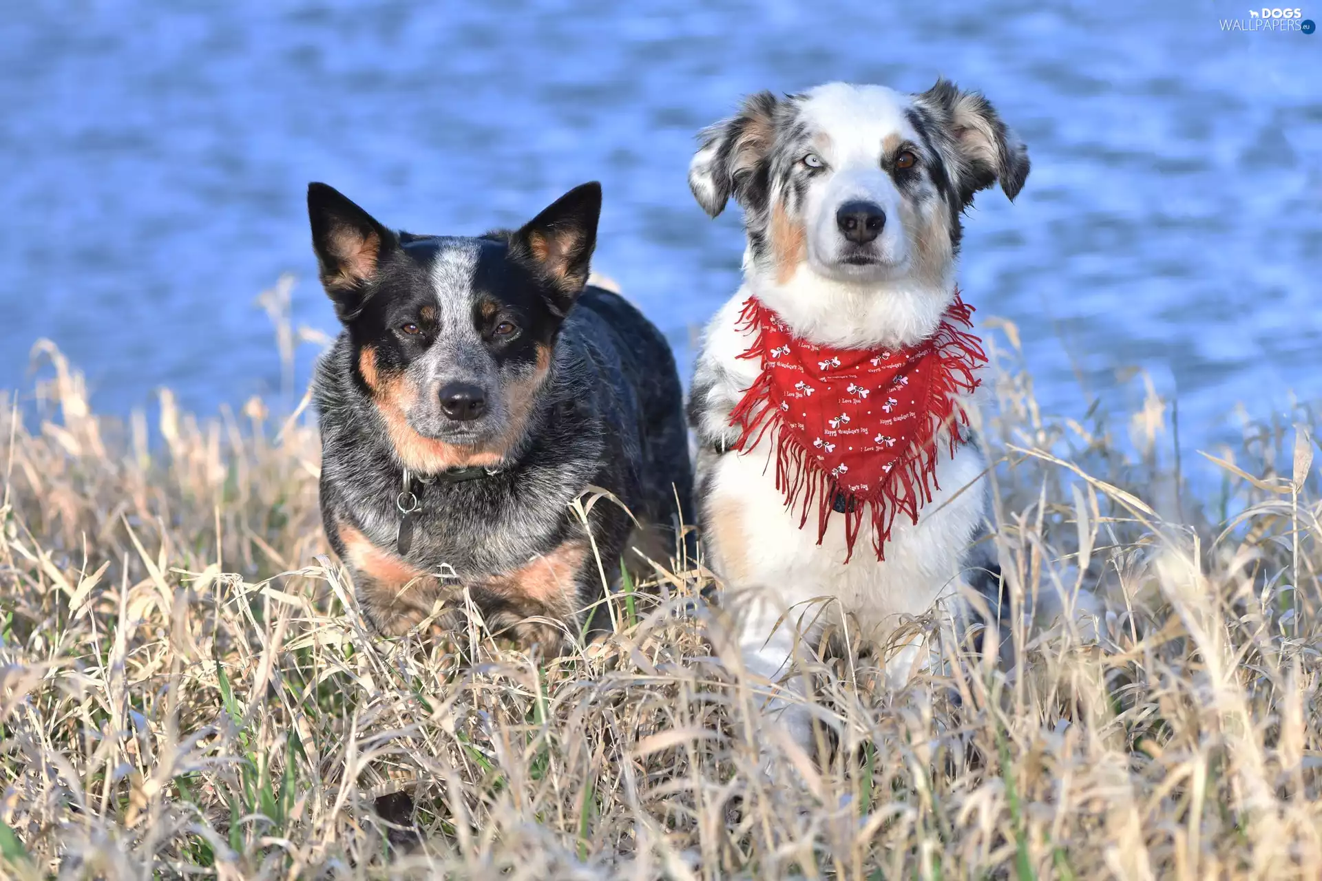 Australian cattle dog, Two cars, dry, grass, Border Collie, Dogs