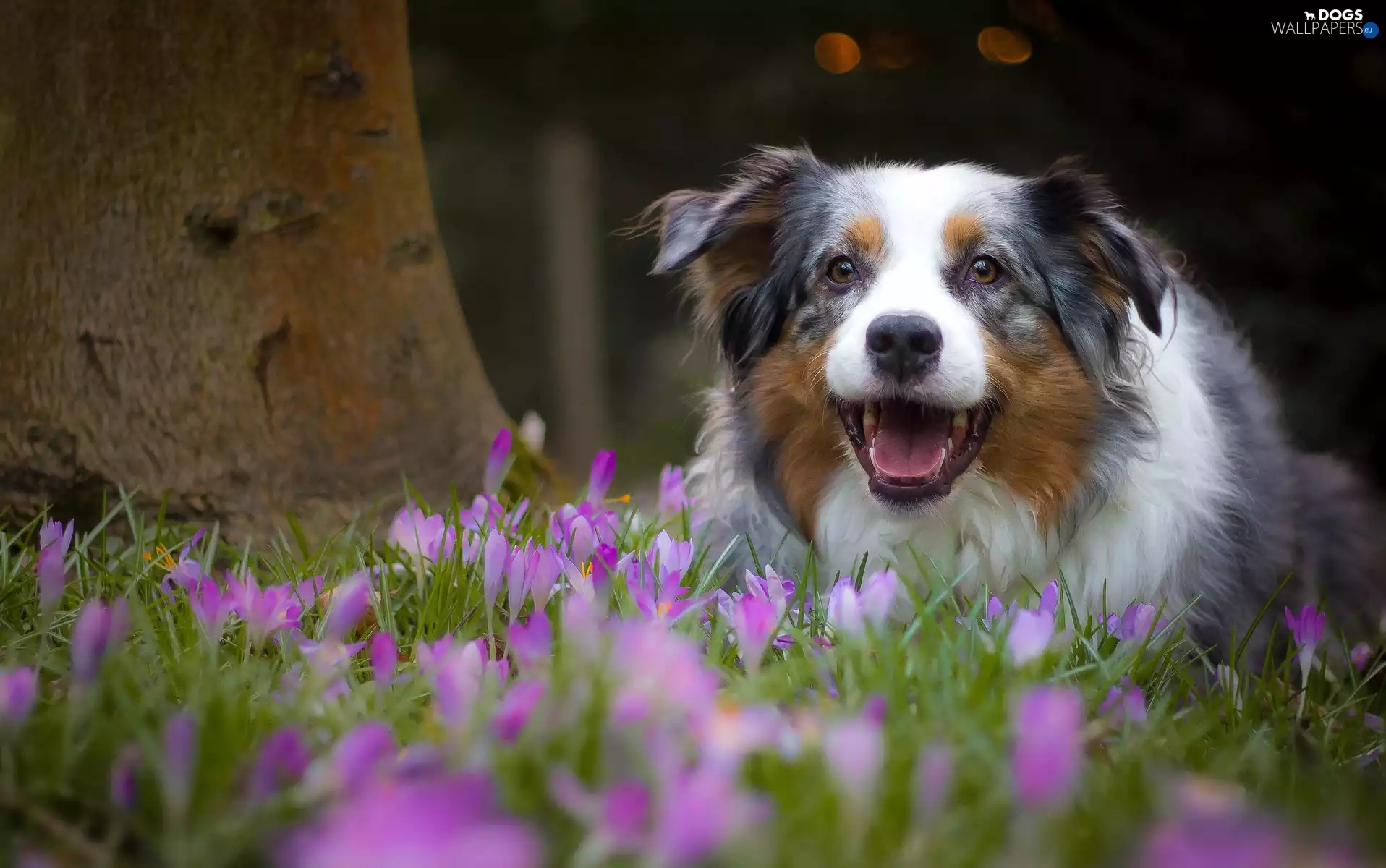 Australian Shepherd, crocuses