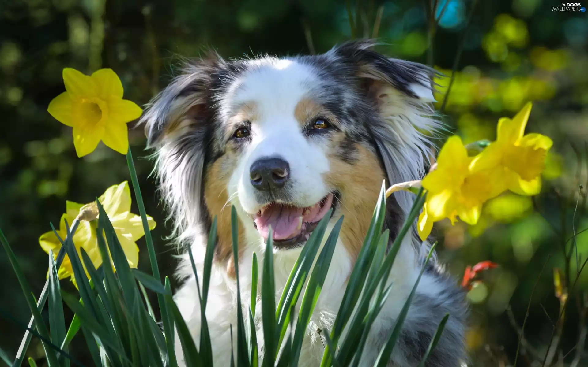 Australian Shepherd, Daffodils