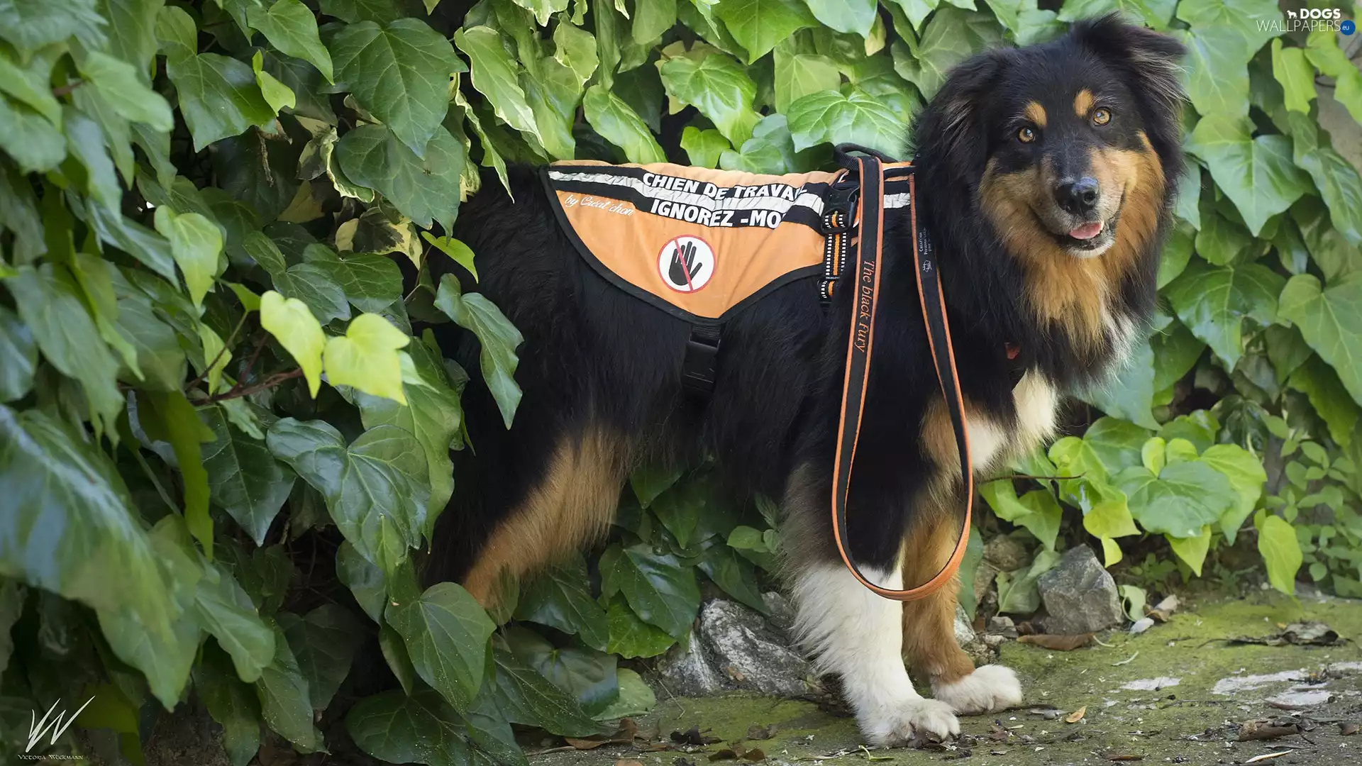 Plants, Leaf, Assisting, Australian Shepherd, dog