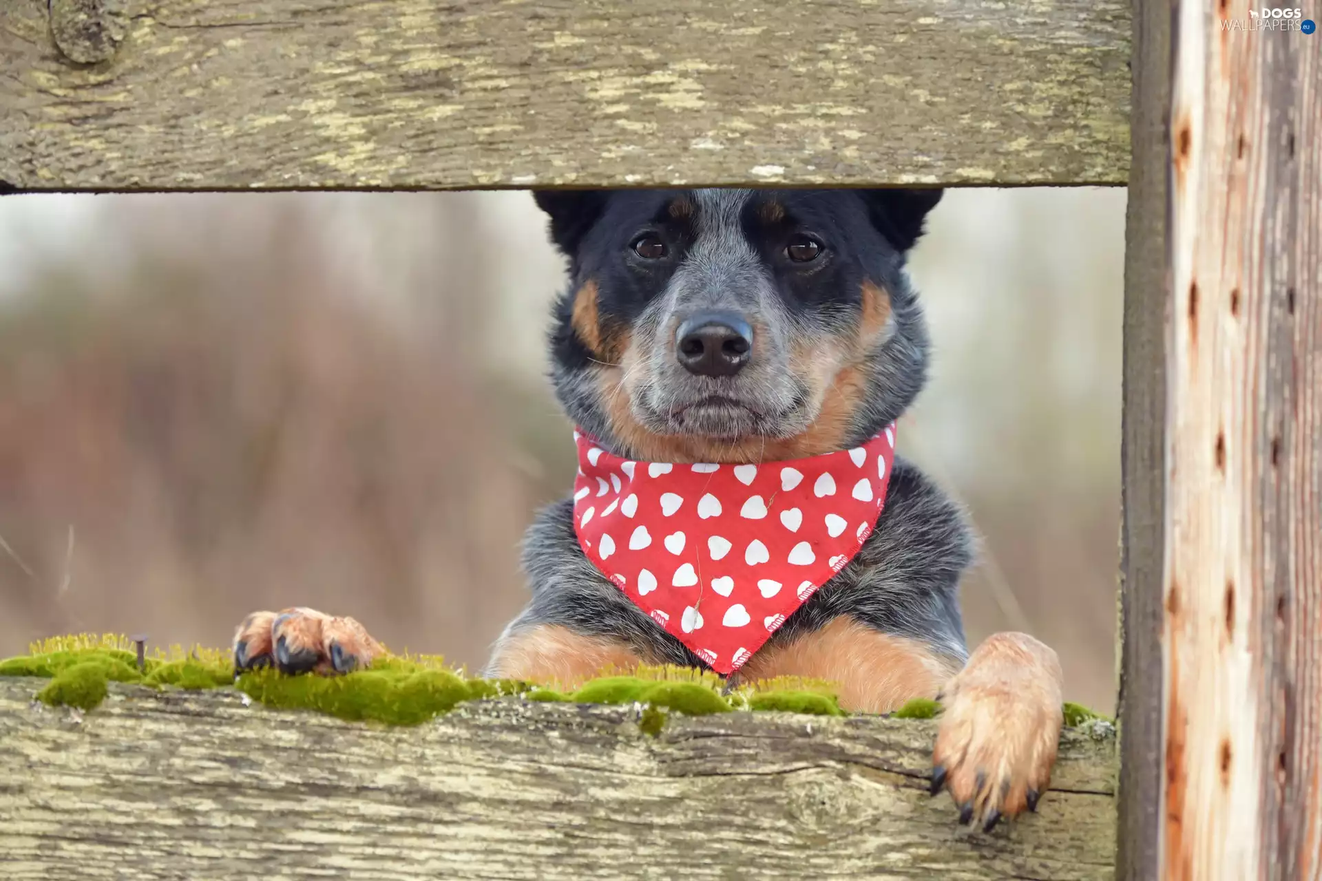 dog, scarf, boarding, Australian cattle dog