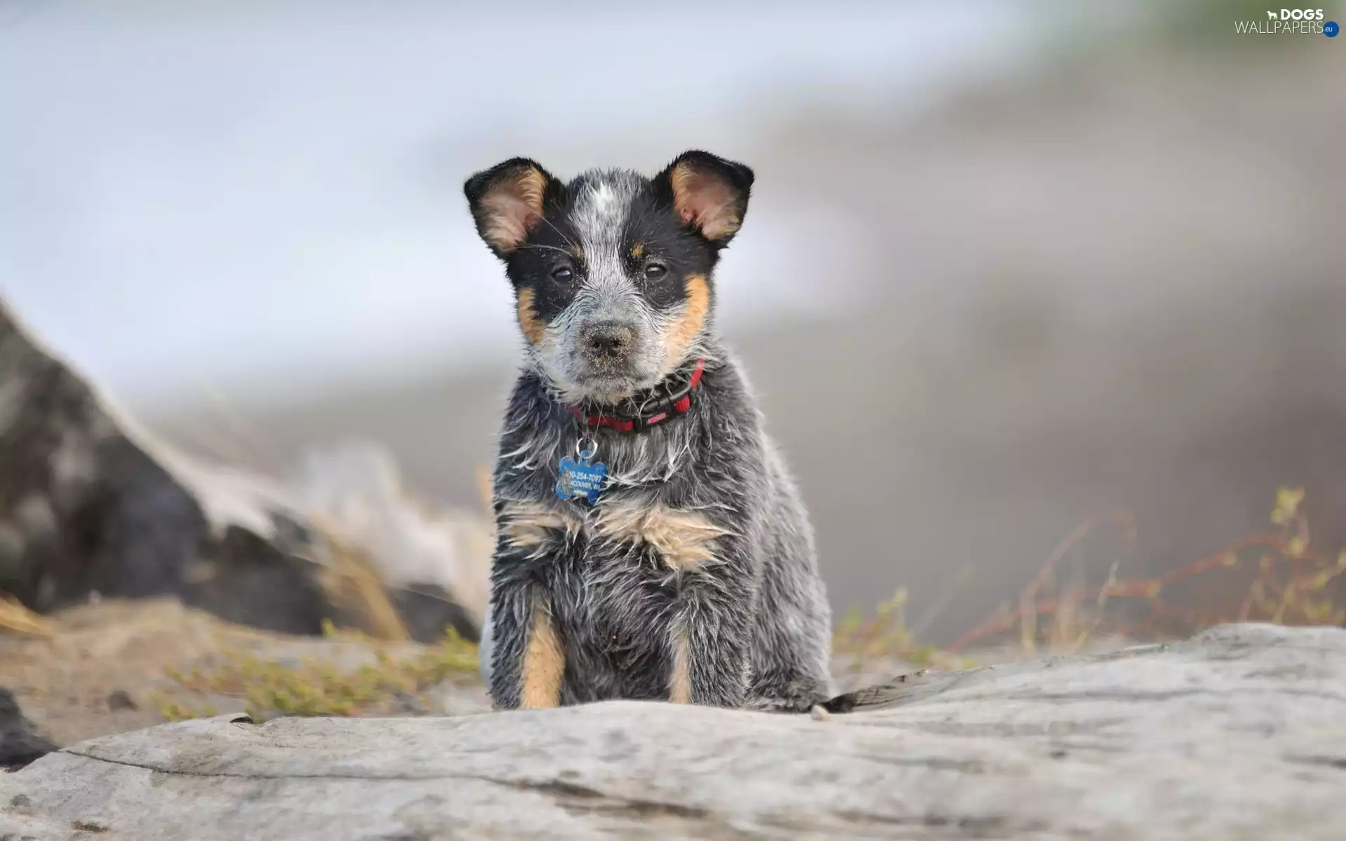 Australian cattle dog