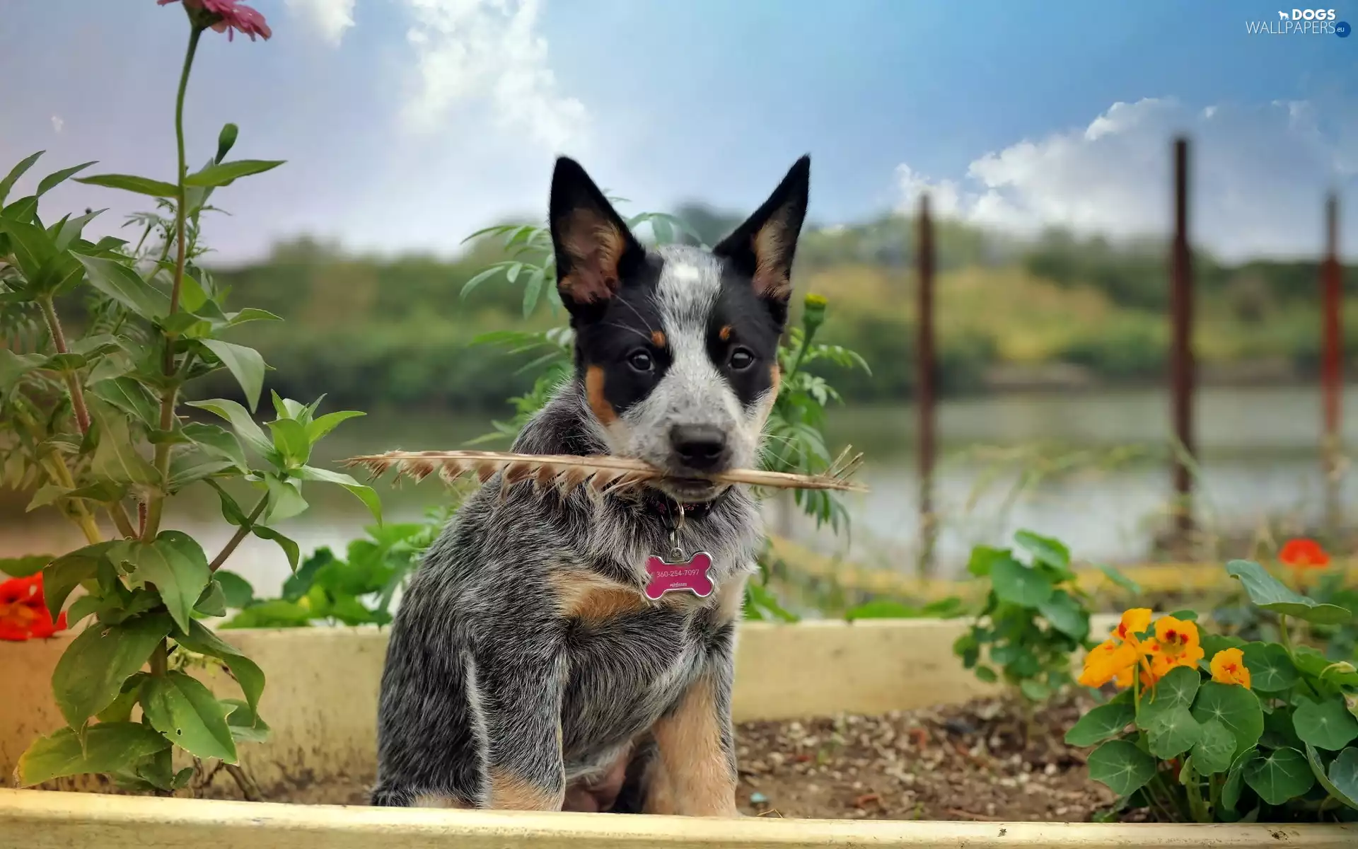 Australian cattle dog
