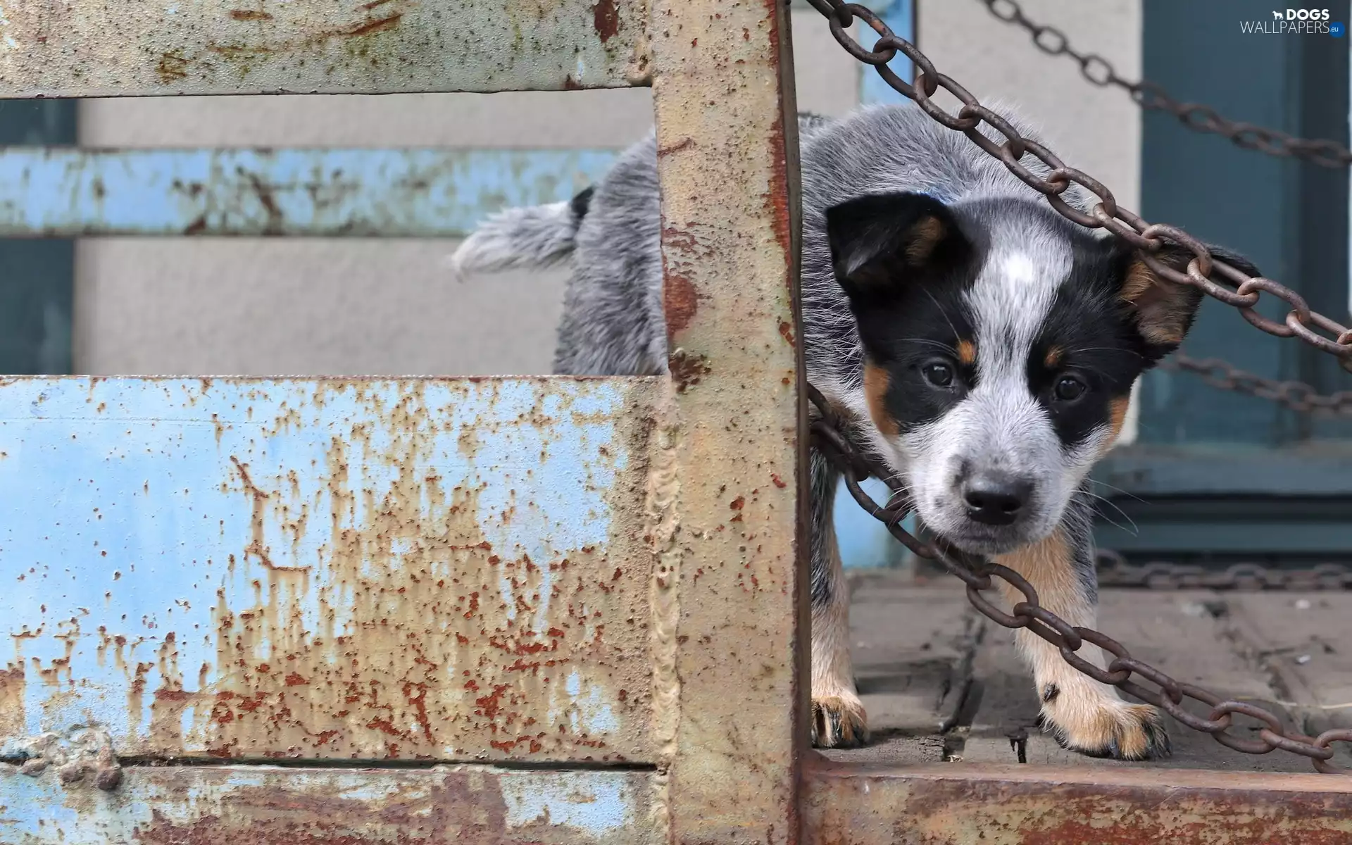 Australian cattle dog