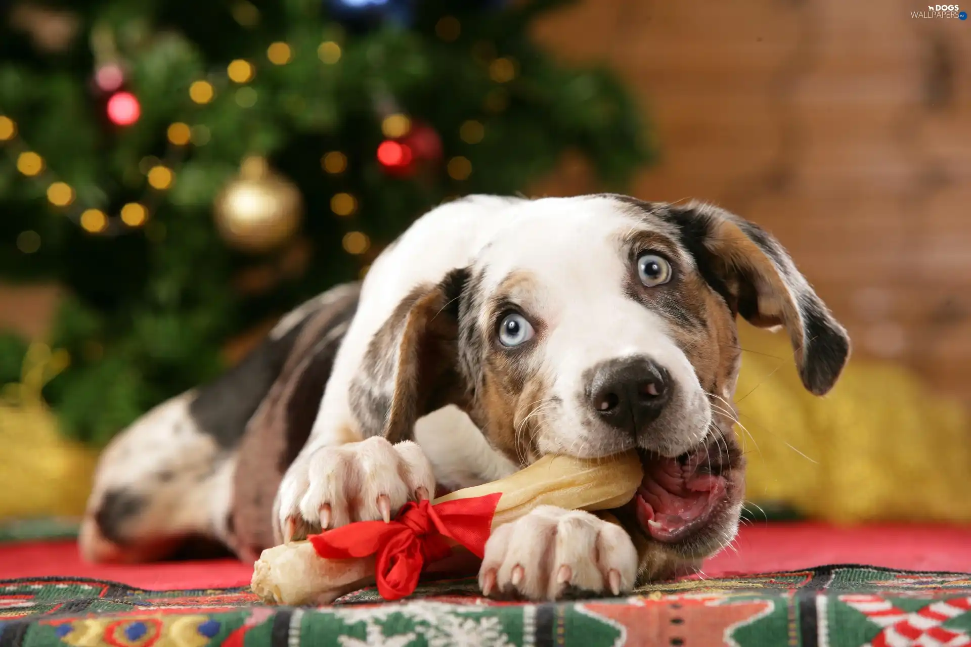 Australian Dog, christmas tree, dog, bone