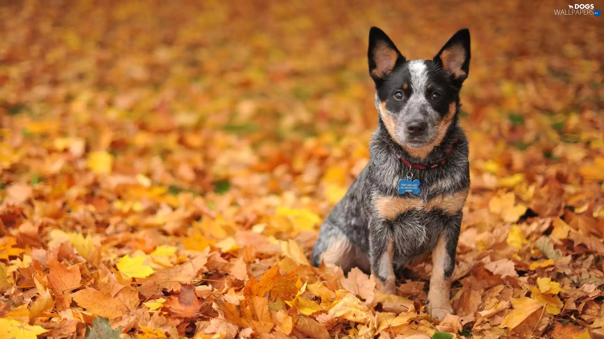 Leaf, Australian Dog, Australian cattle dog