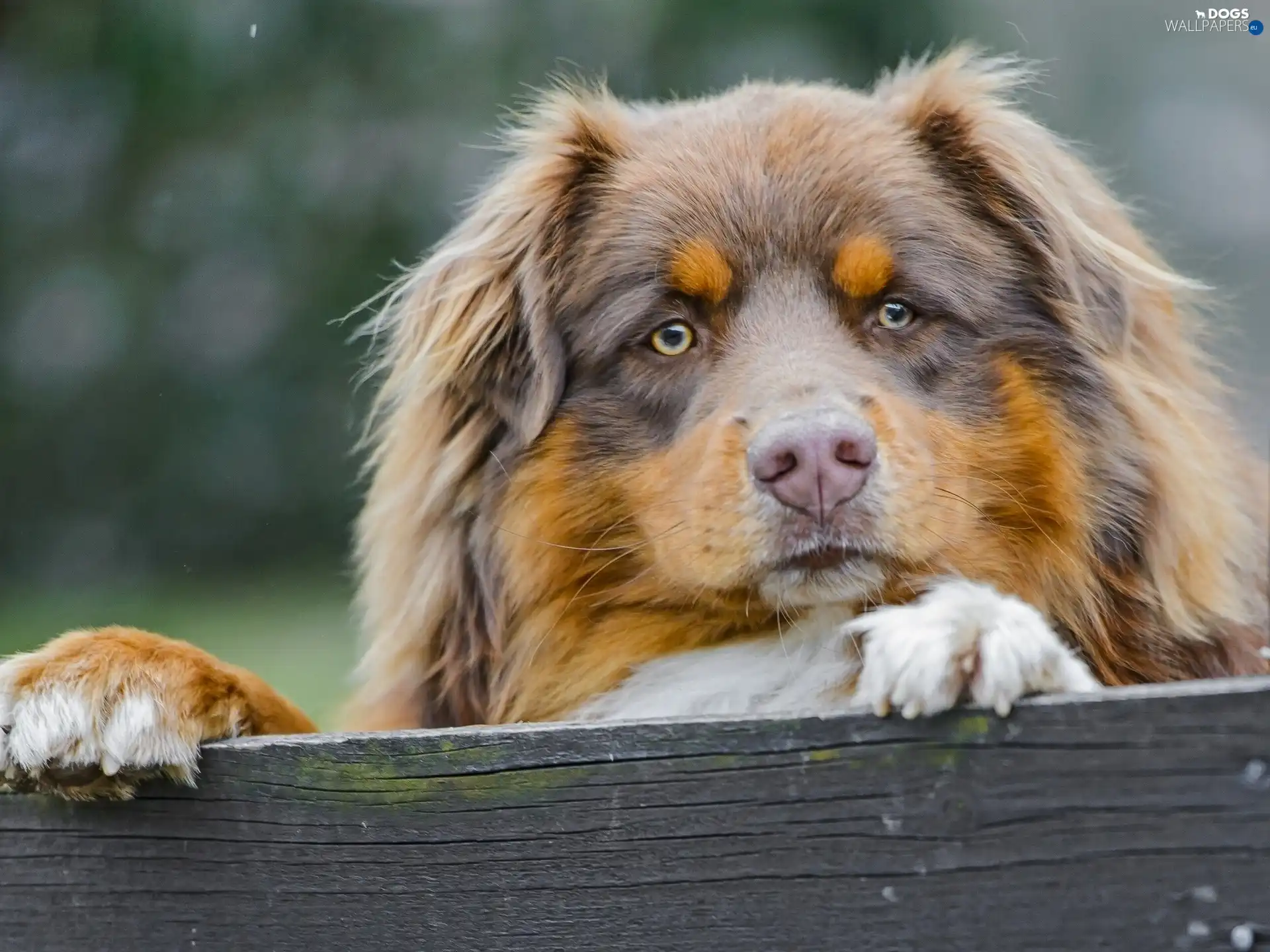 Australian Shepherd, board, doggy, feet