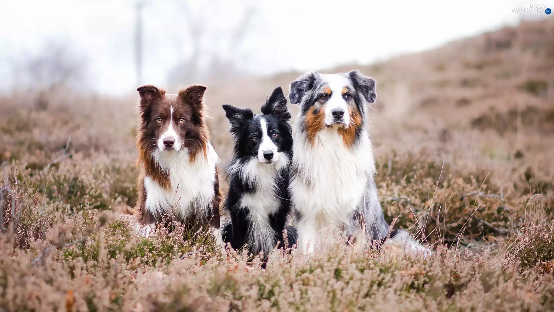 Three, Border Collie, Australian Shepherd, Dogs