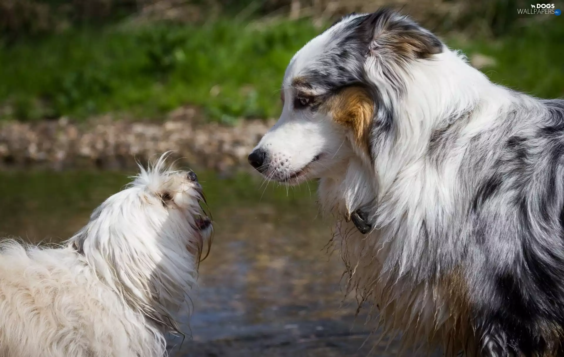 Two cars, Havanese, Australian Shepherd, Dogs