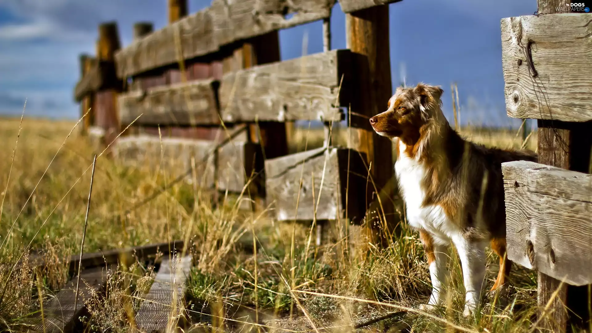 dog, Australian, Fance, sheep-dog