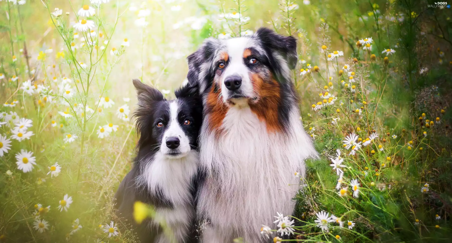 Meadow, Border Collie, Australian Shepherd, Flowers