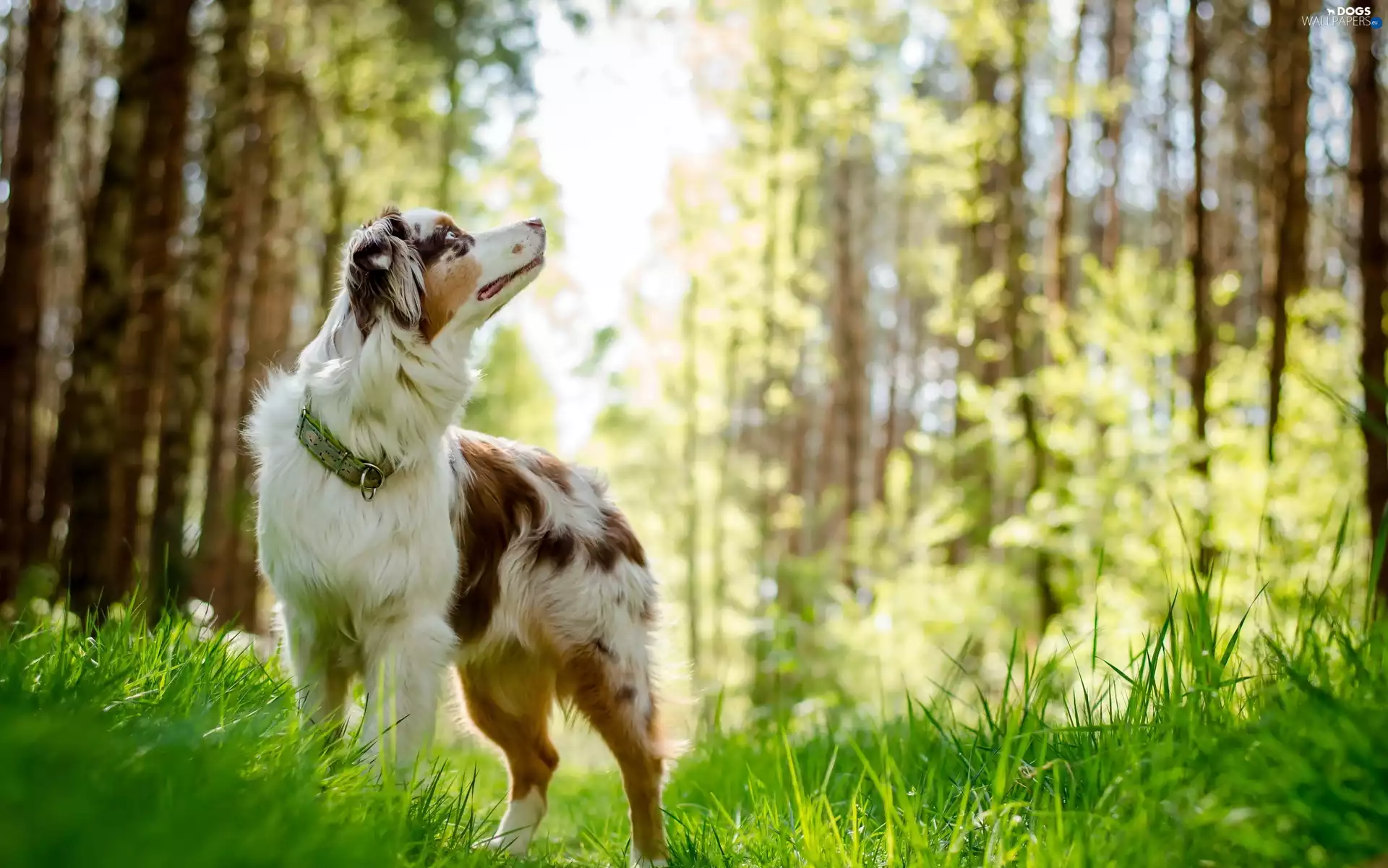 Australian Shepherd, forest