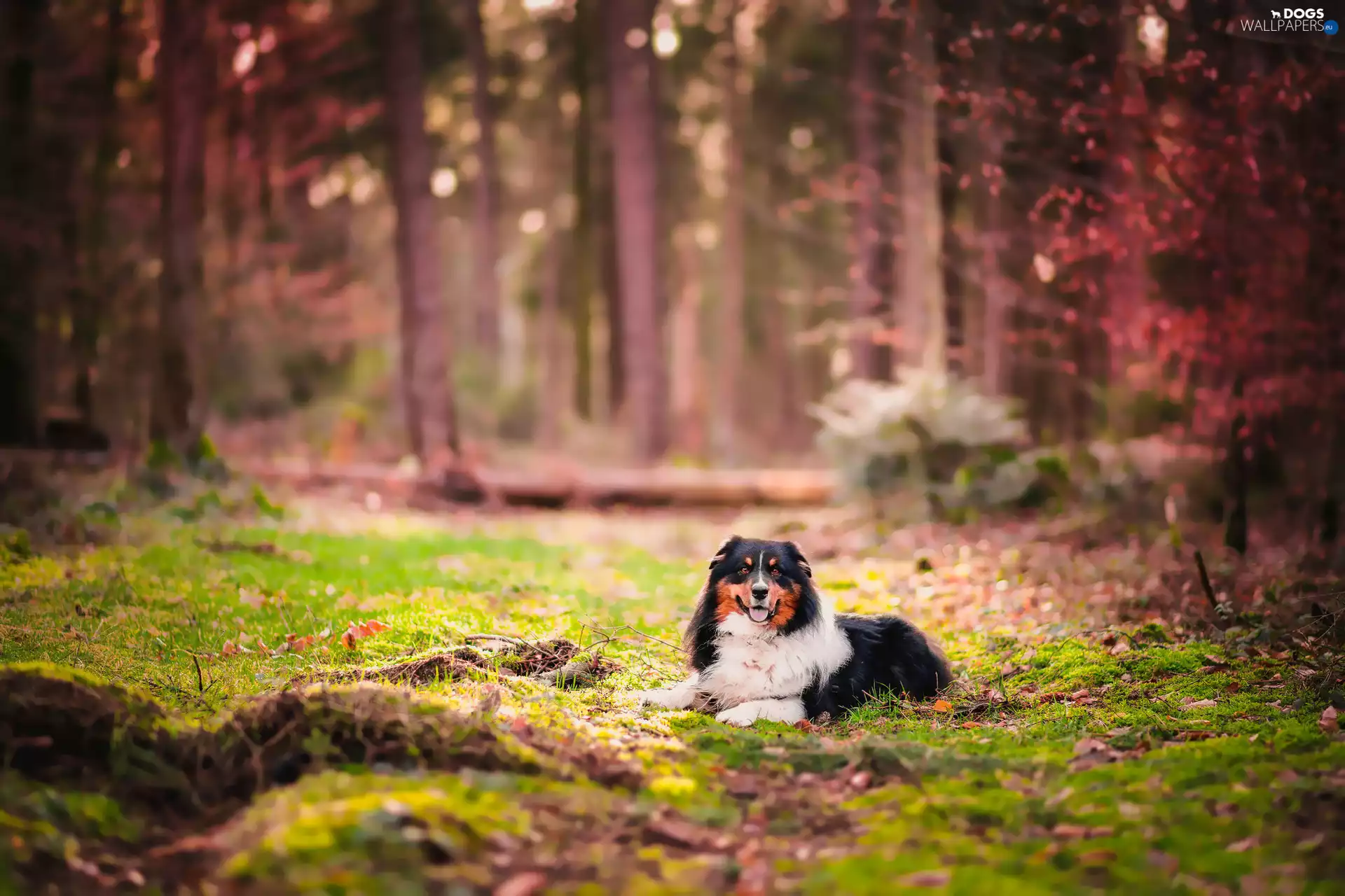 Australian Shepherd, forest