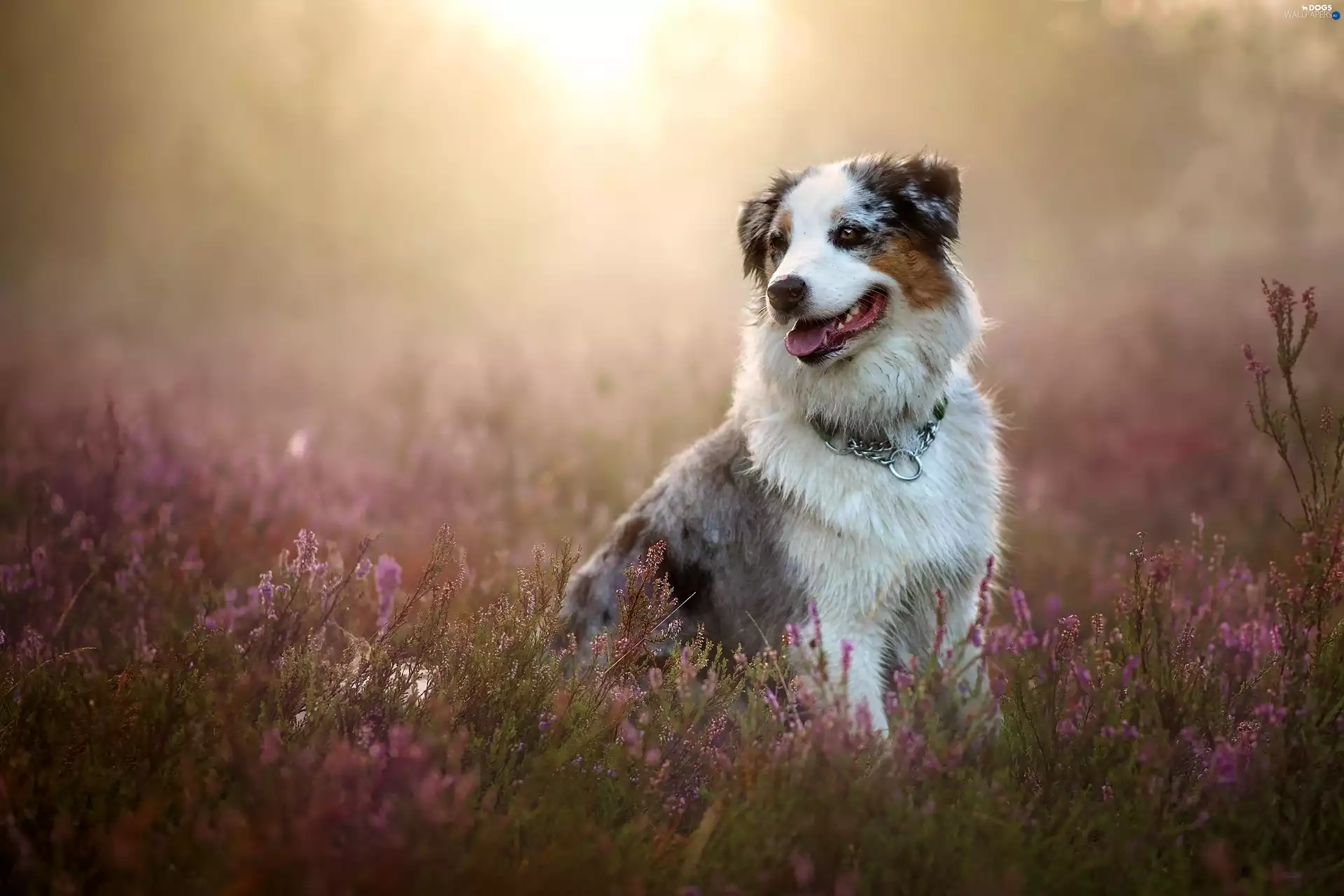 Australian Shepherd, heather