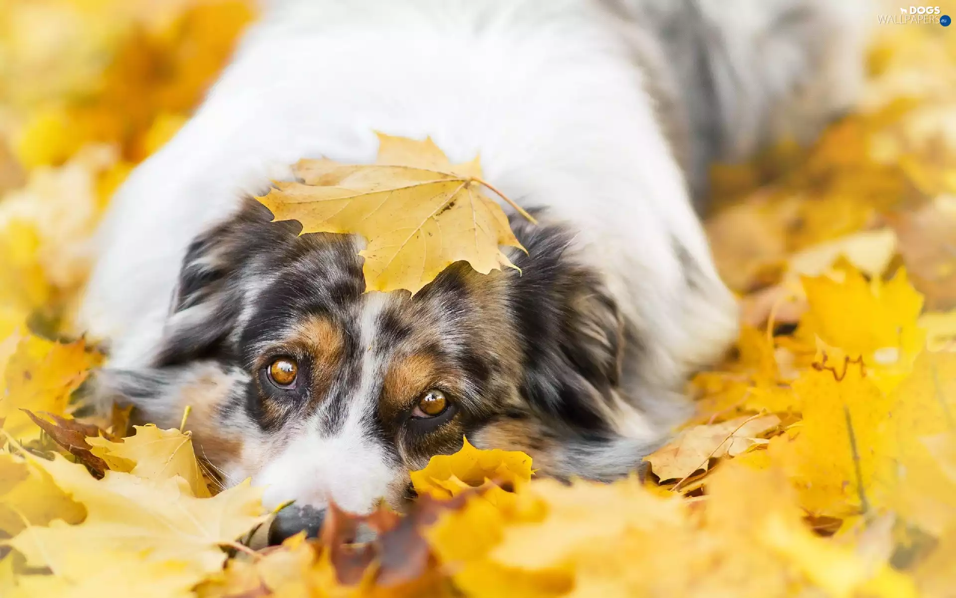 Australian Shepherd, Leaf