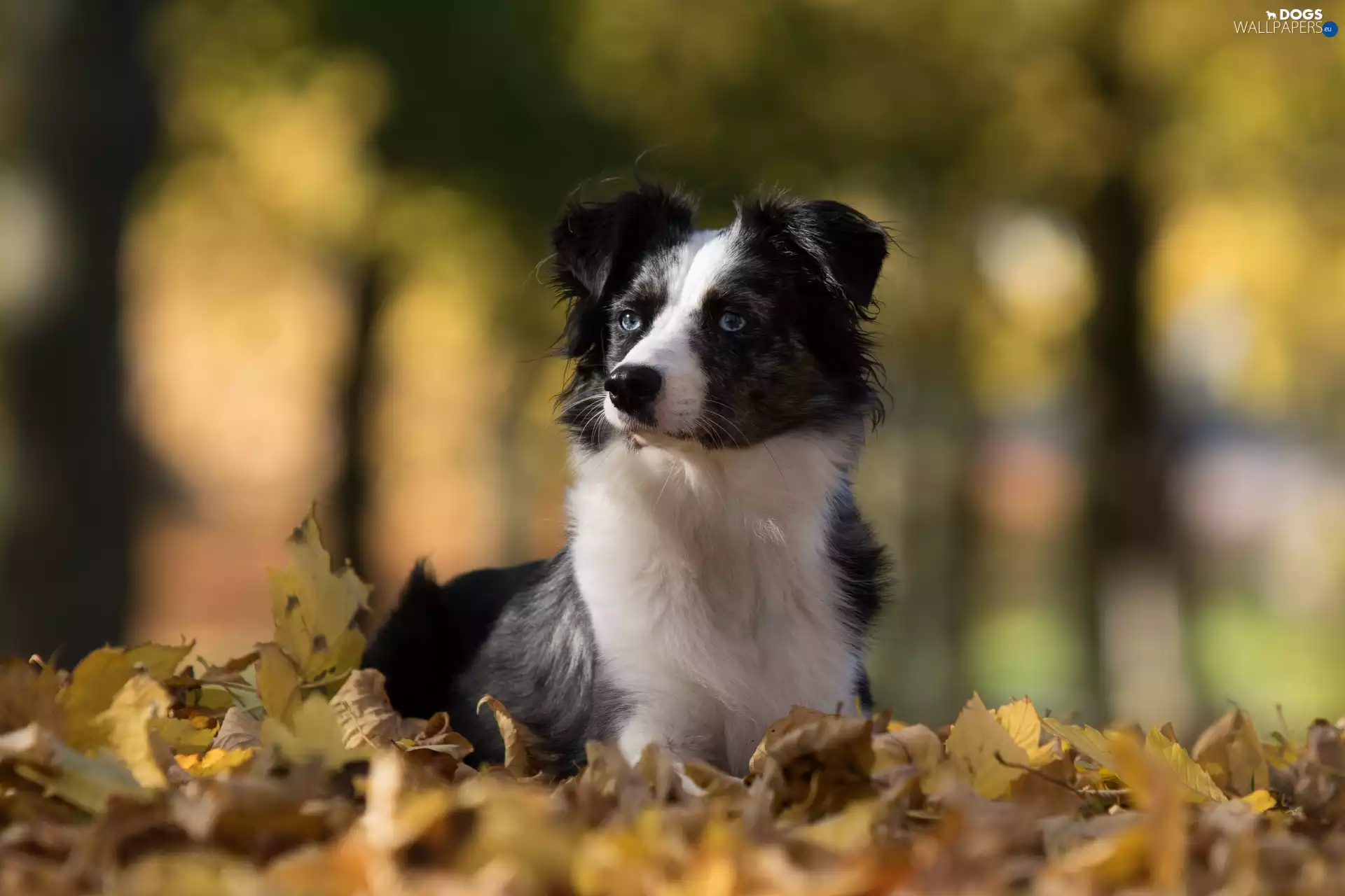 Australian Shepherd, Leaf