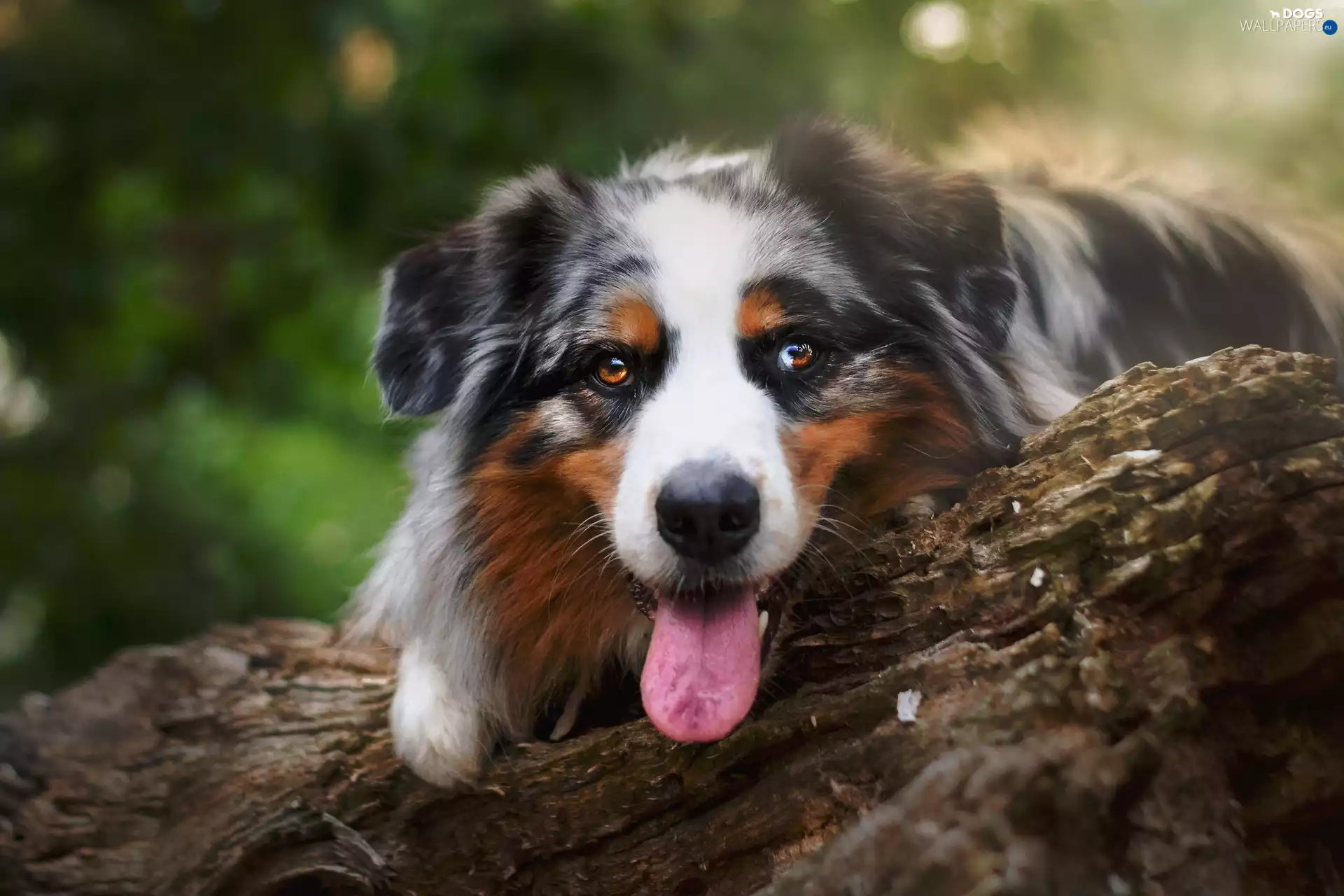 Australian Shepherd, log
