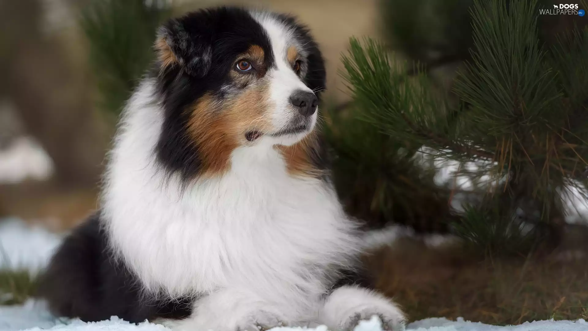 Twigs, pine, dog, Australian Shepherd, lying