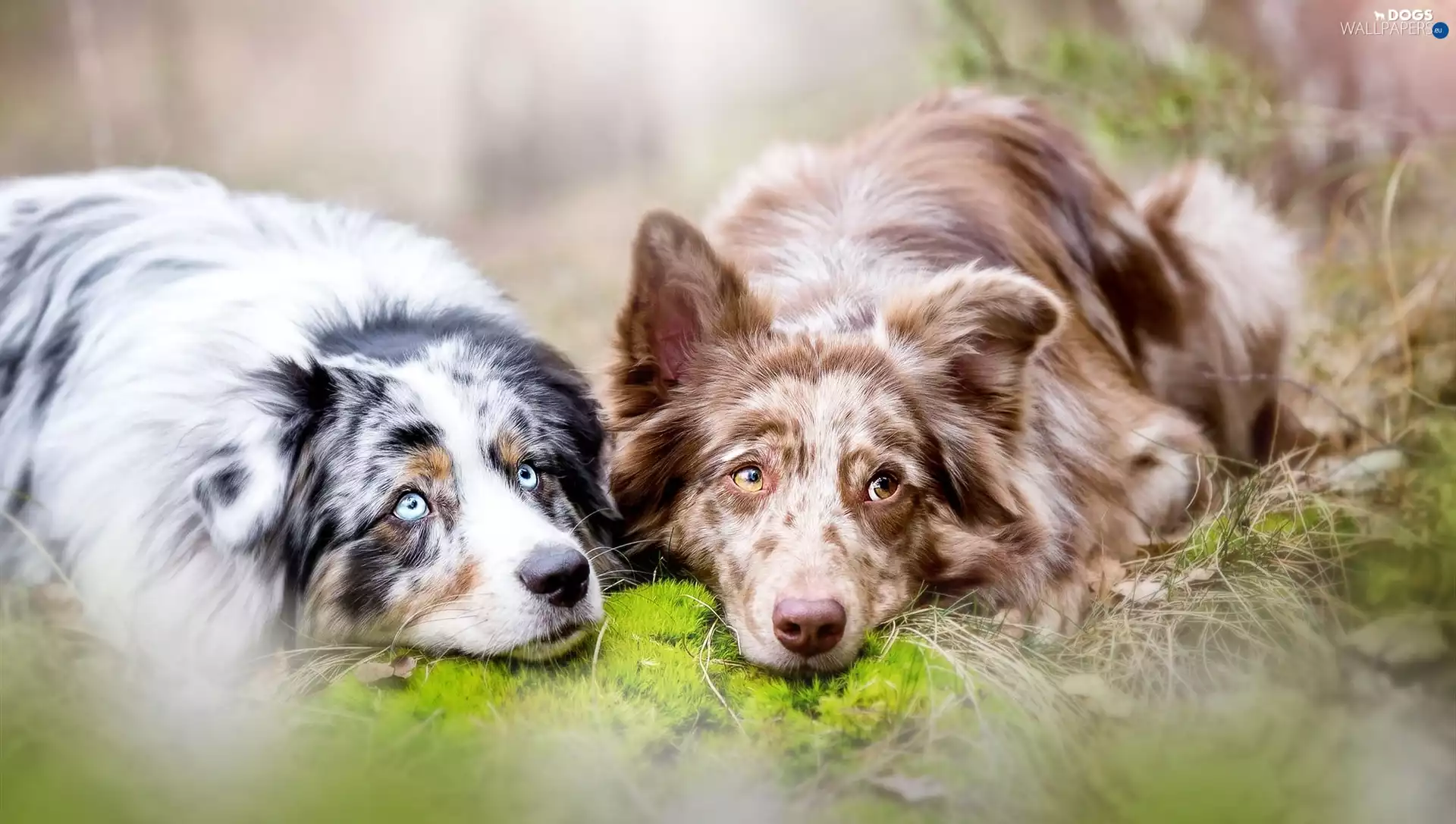 Dogs, Australian, Meadow, sheep-dog