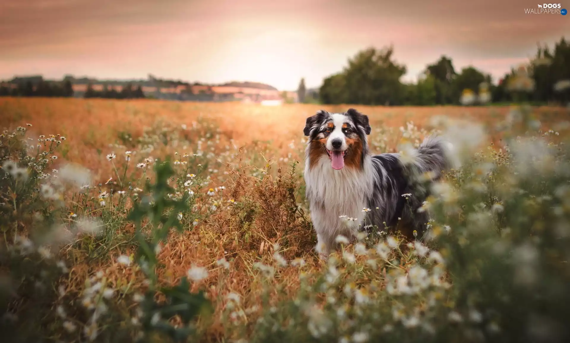Australian Shepherd, Meadow