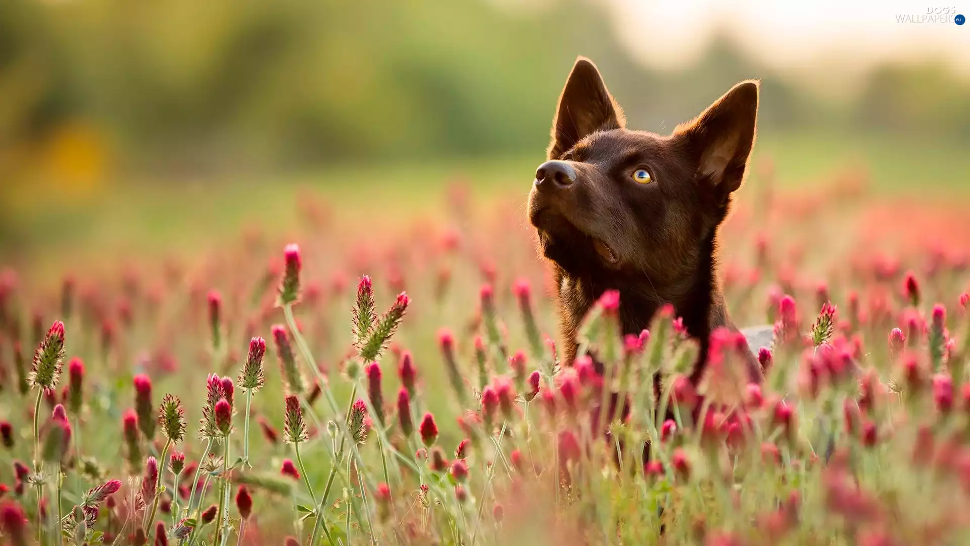 Meadow, Flowers, muzzle, Australian Shepherd Kelpie, dog