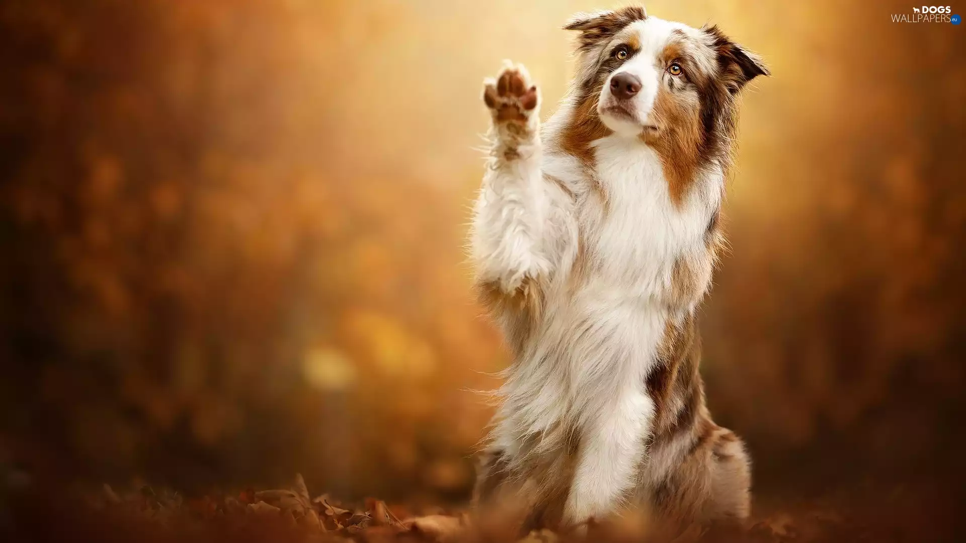 The raised, pud, Australian Shepherd, muzzle, dog