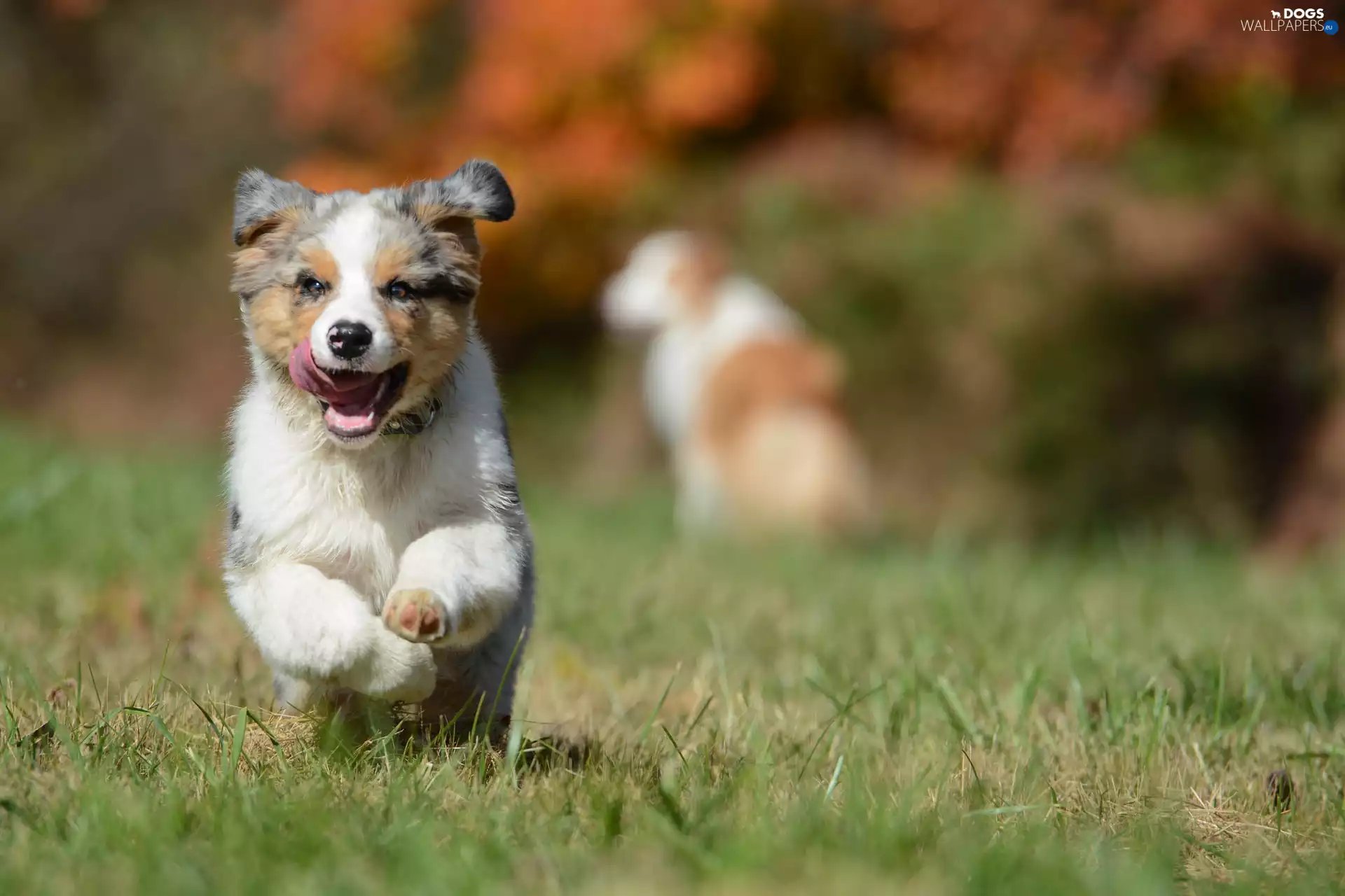 Puppy, sheep-dog, Australian