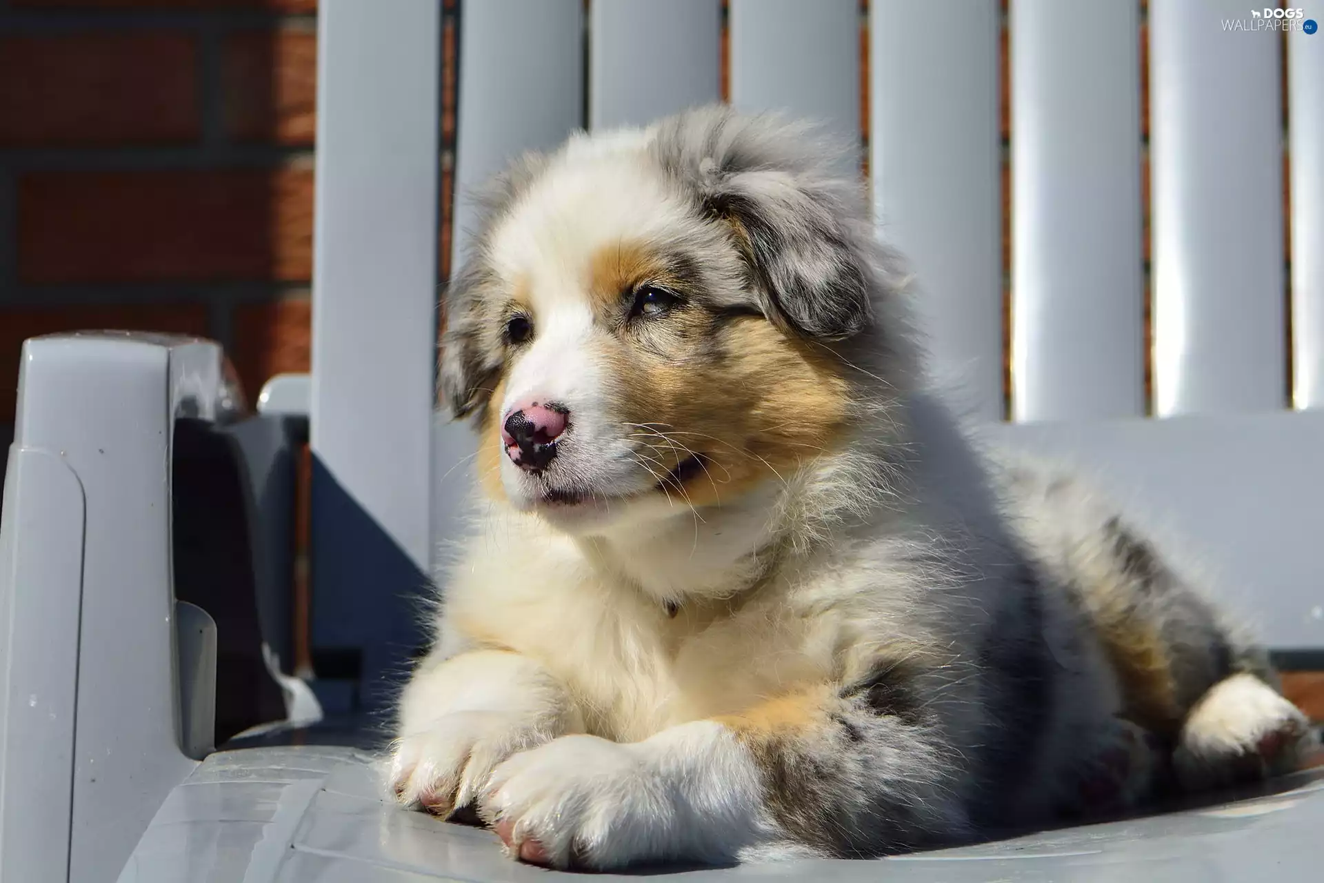 Australian Shepherd, Puppy