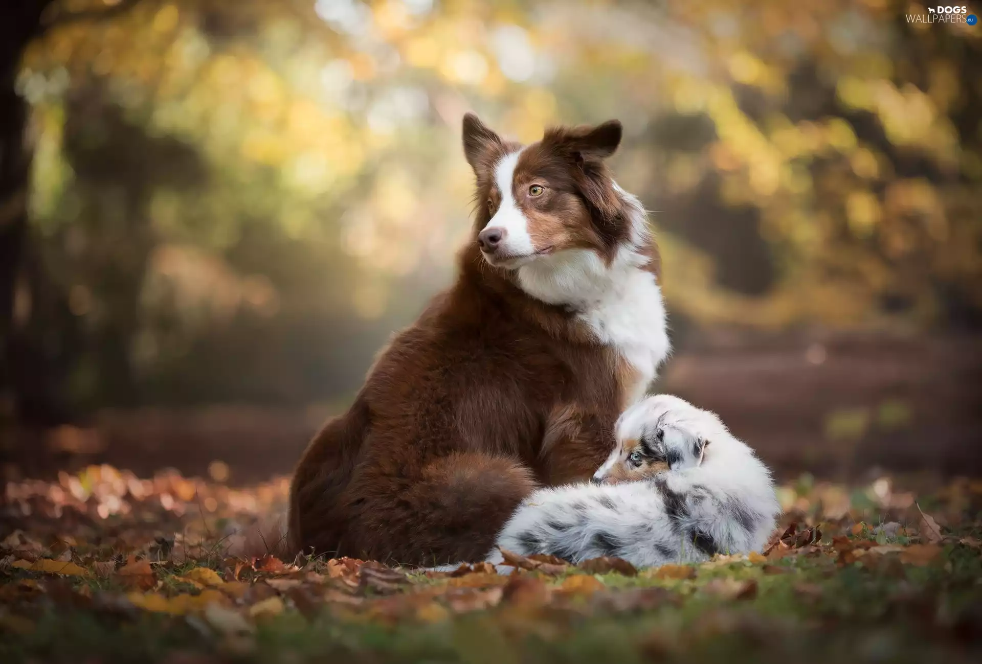 Australian Shepherds, Puppy
