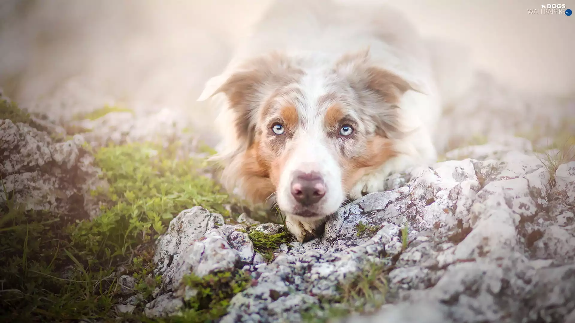 Australian Shepherd, rapprochement