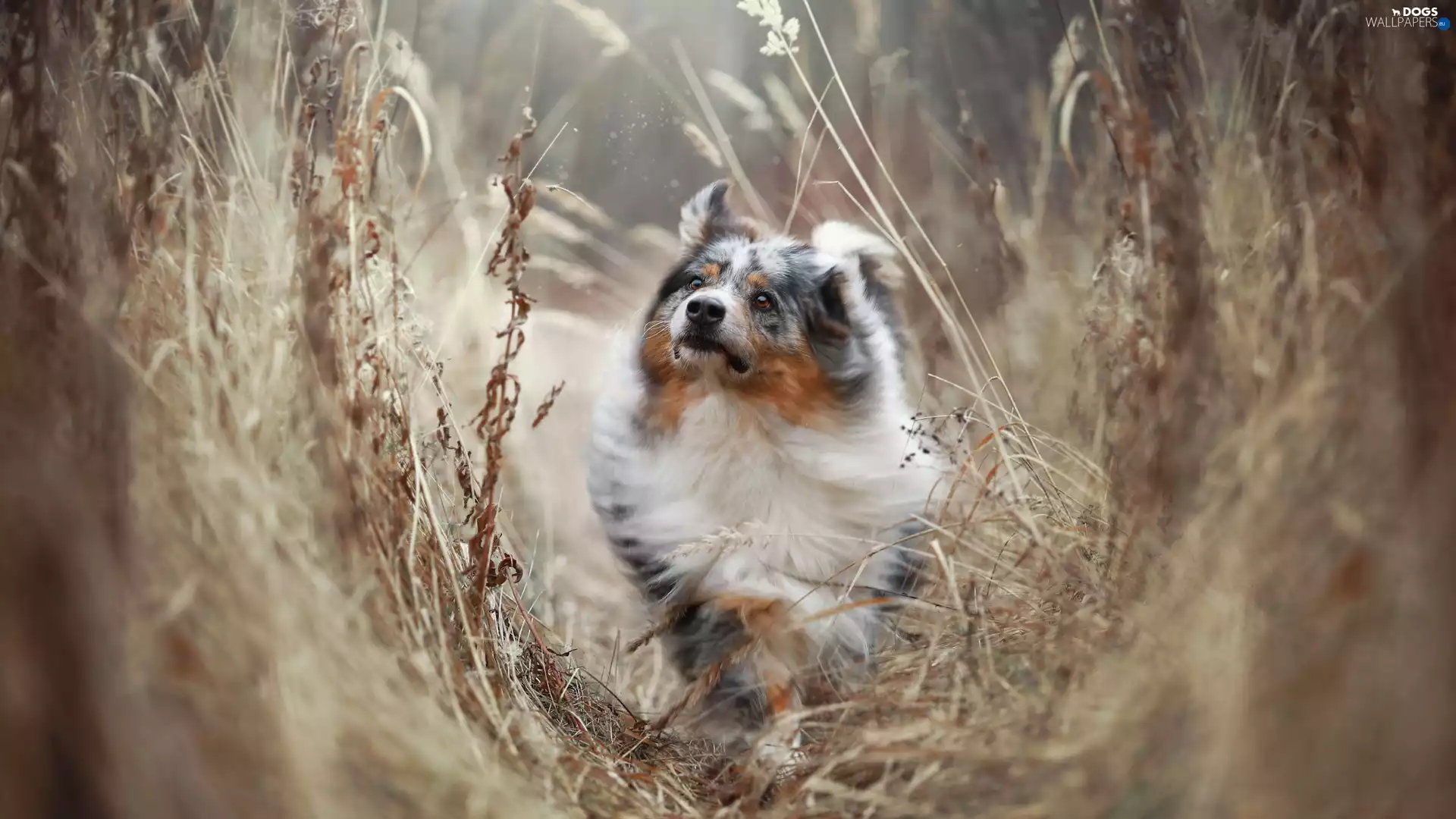 tall, grass, dog, Australian Shepherd, running