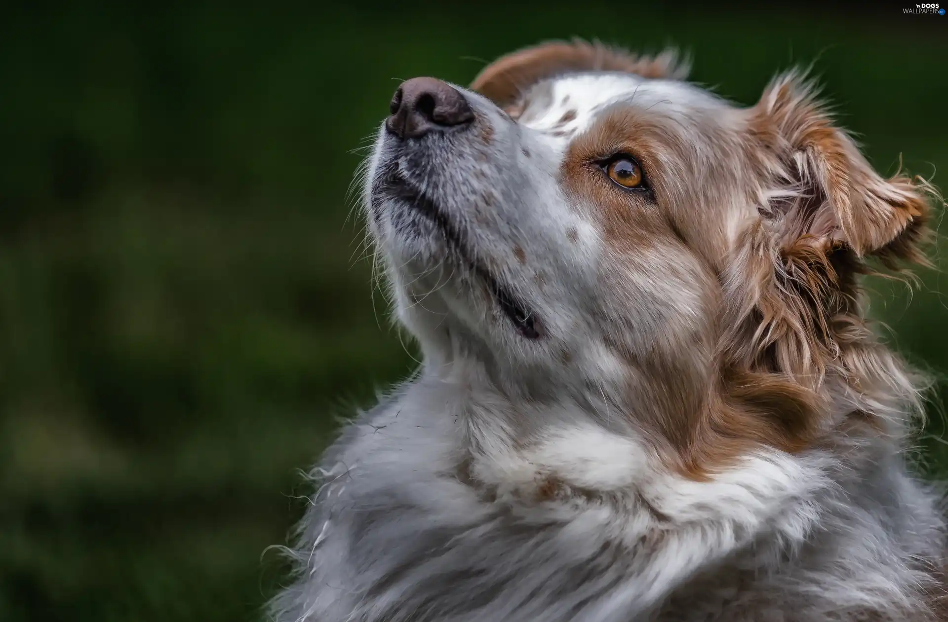 Australian, Head, sheep-dog - Dogs wallpapers: 3341x2194