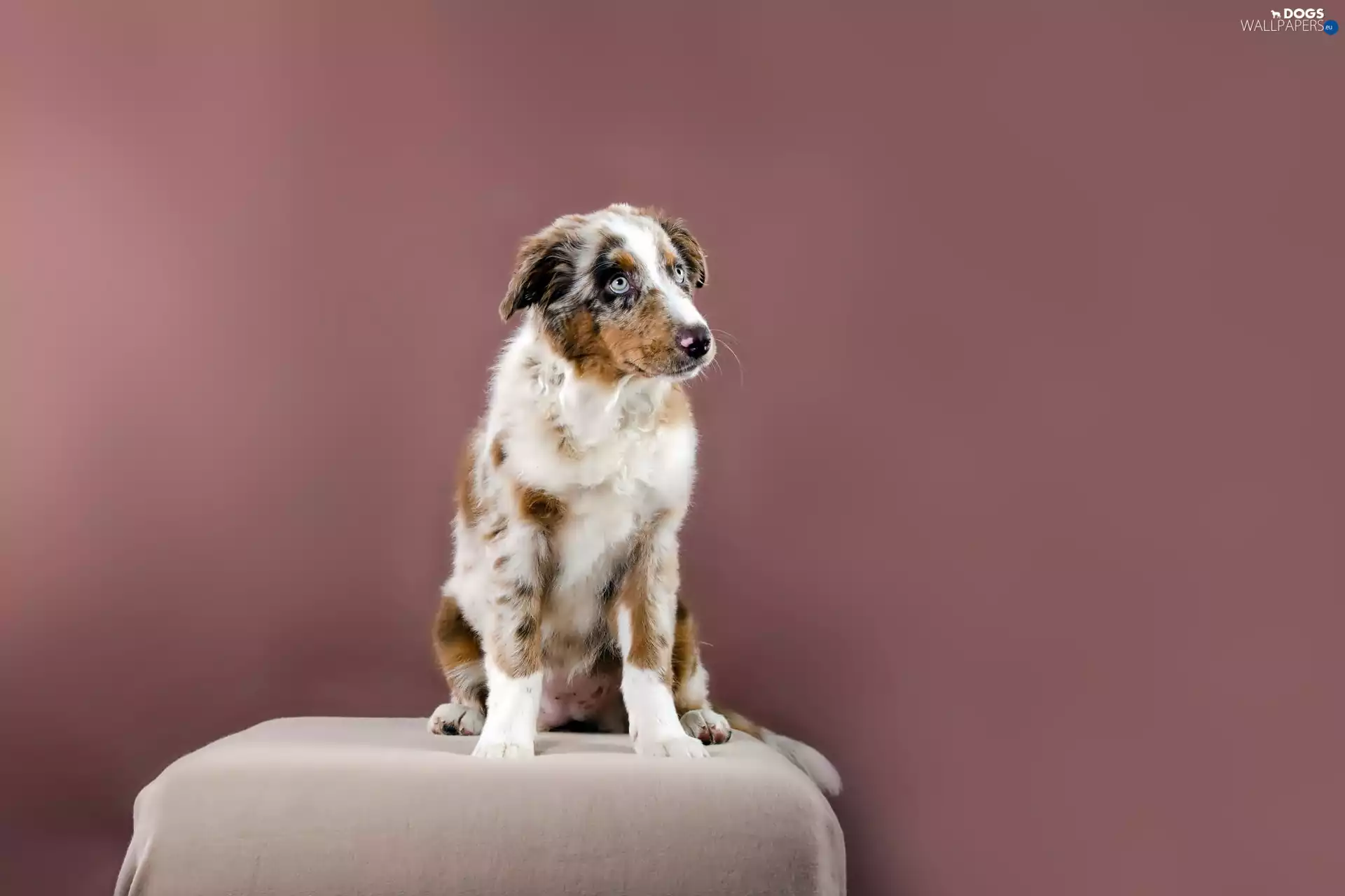 Australian Shepherd