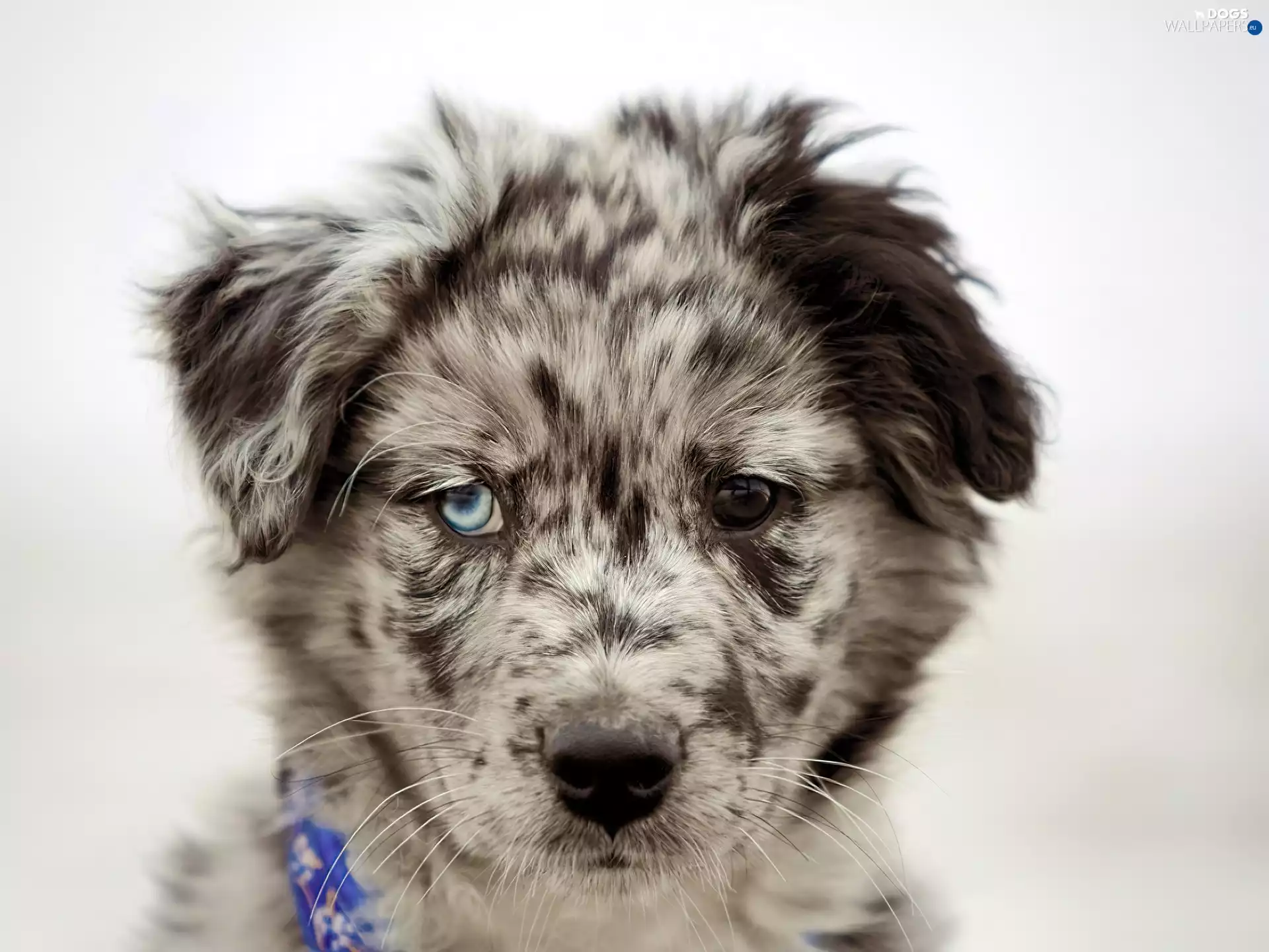 Australian Shepherd