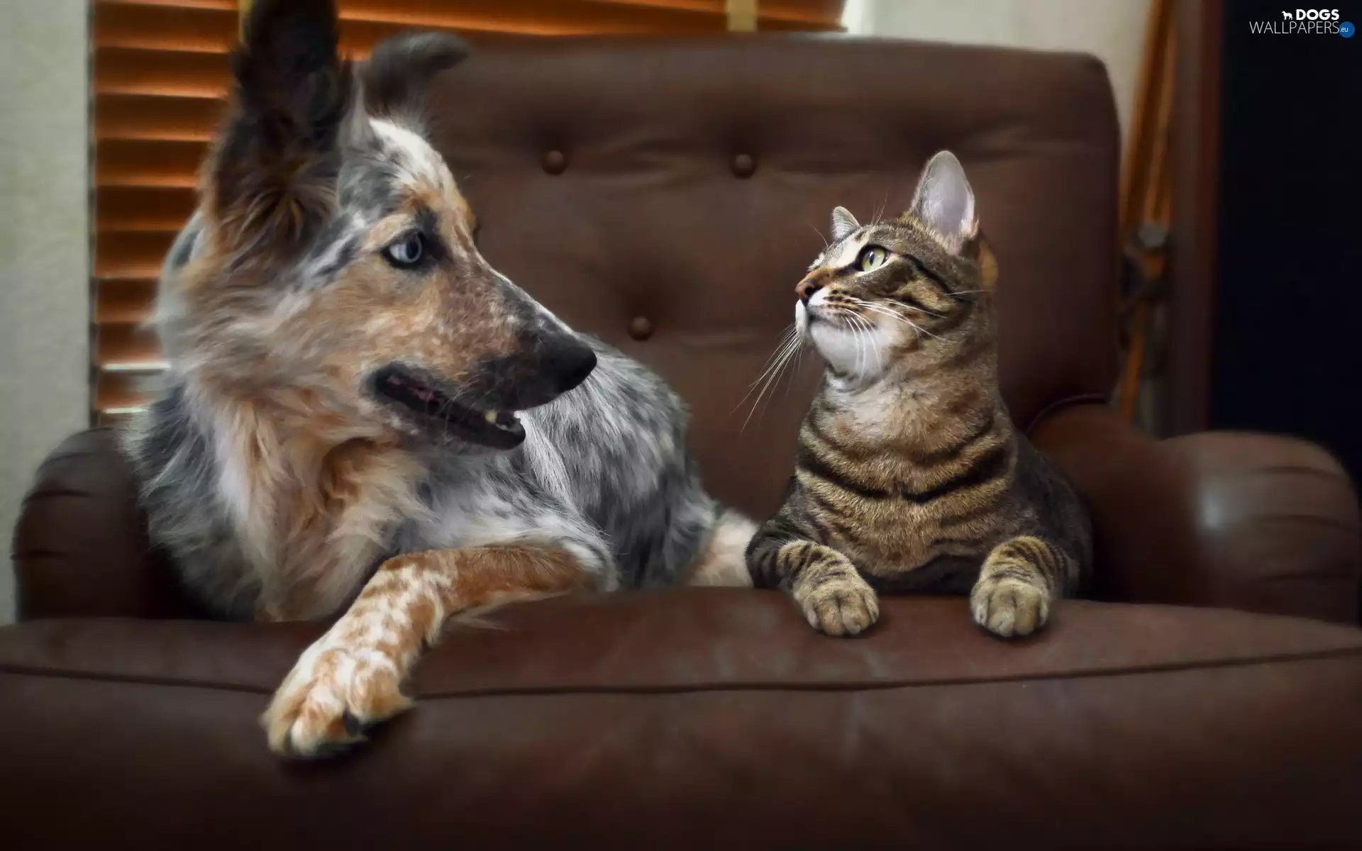 cat, Australian Shepherd, friends, dog